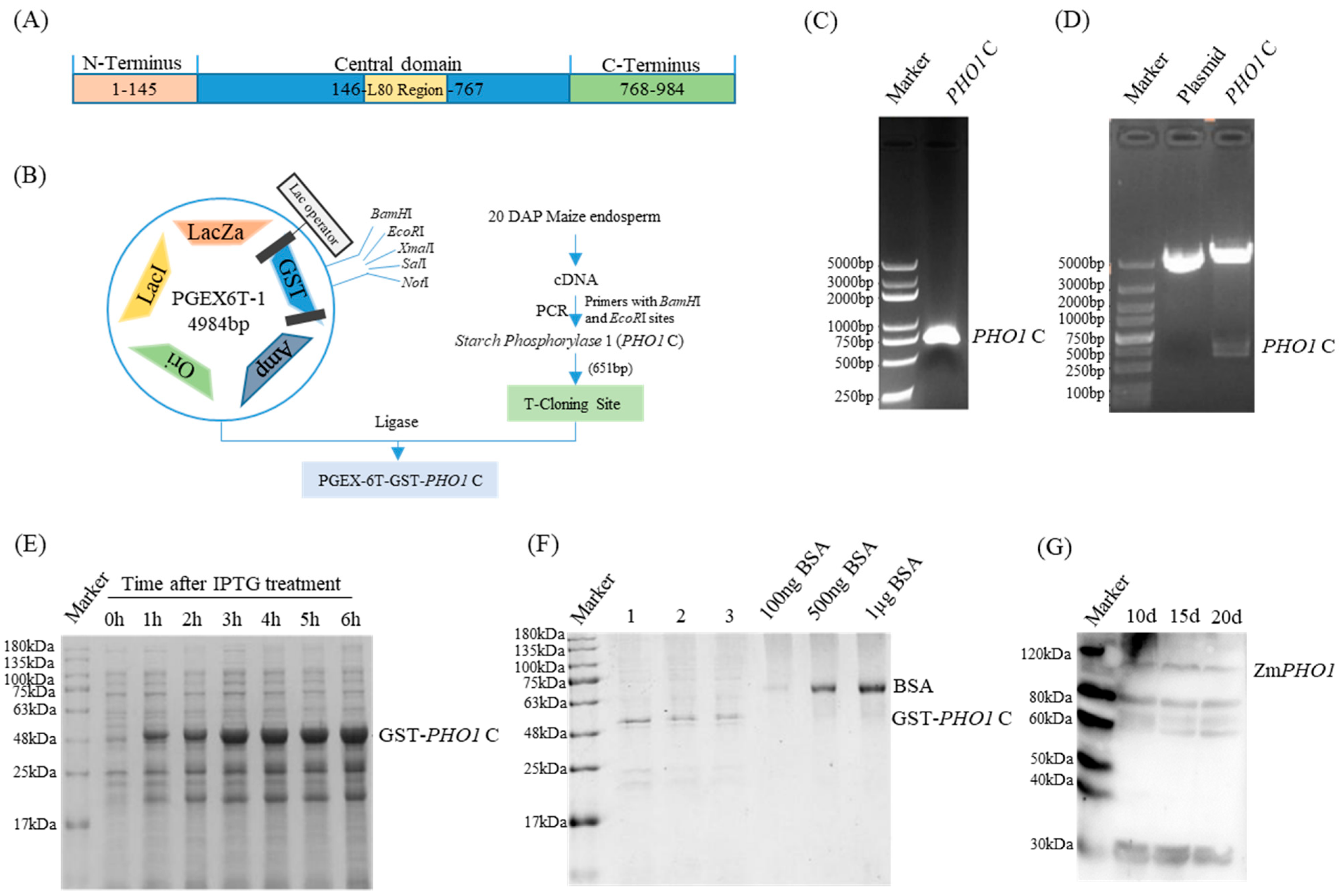 Plants 12 03205 g001 Plants 12 03205 g001