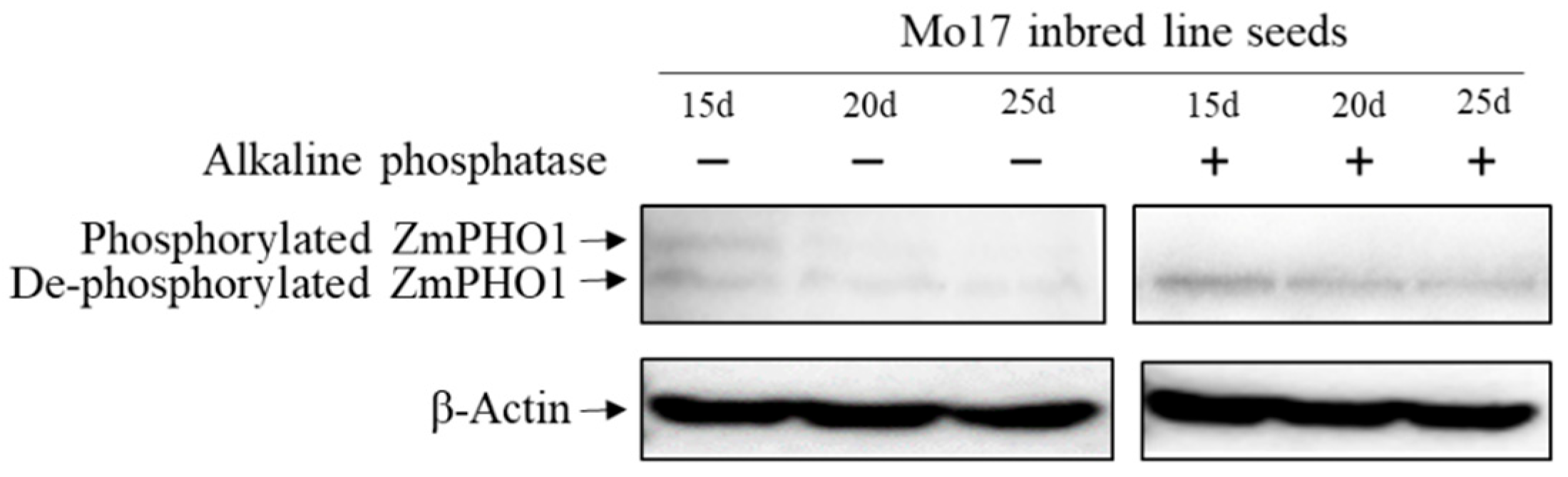 Plants 12 03205 g002 Plants 12 03205 g002