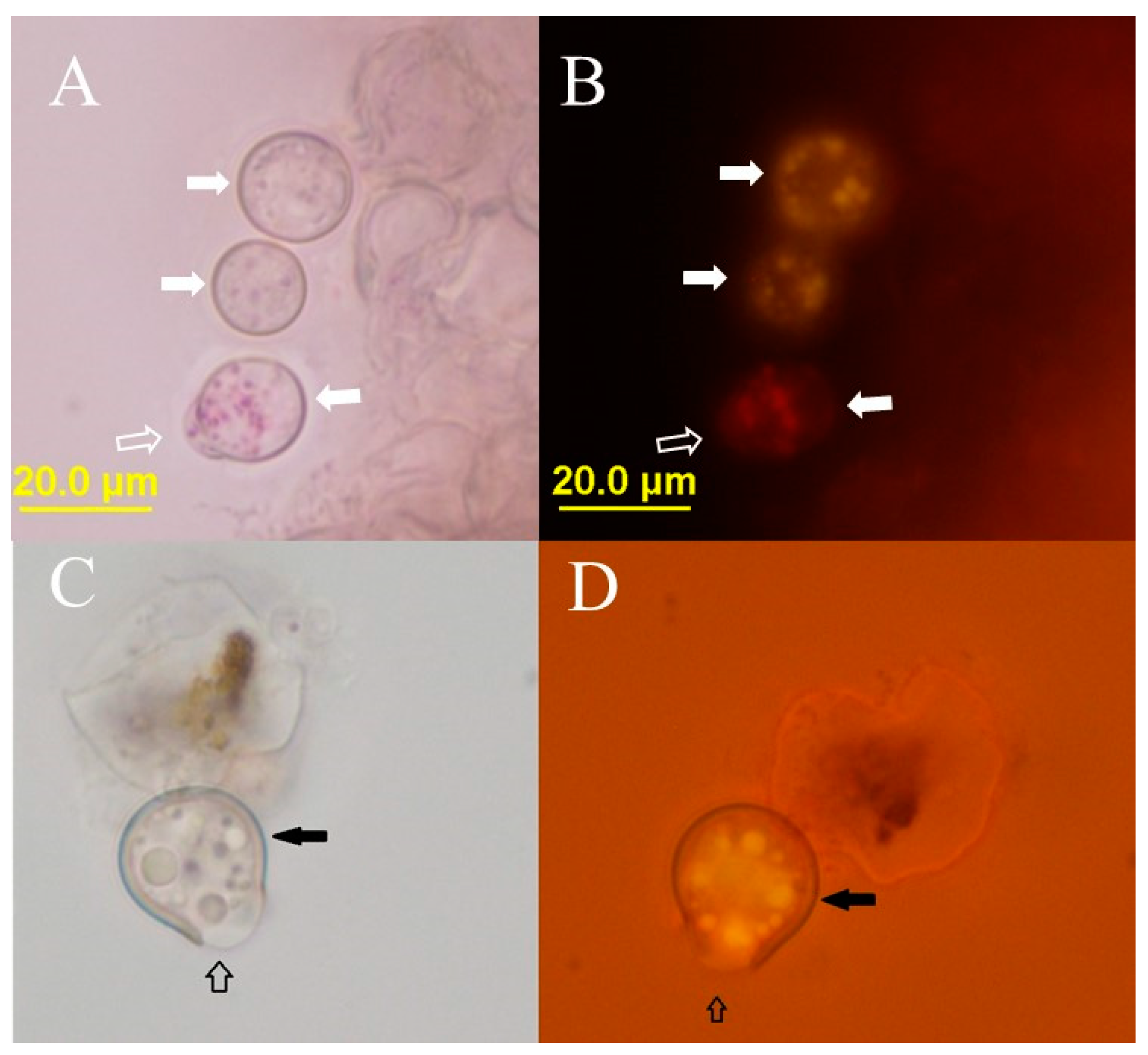 Plants 12 03230 g004 Plants 12 03230 g004