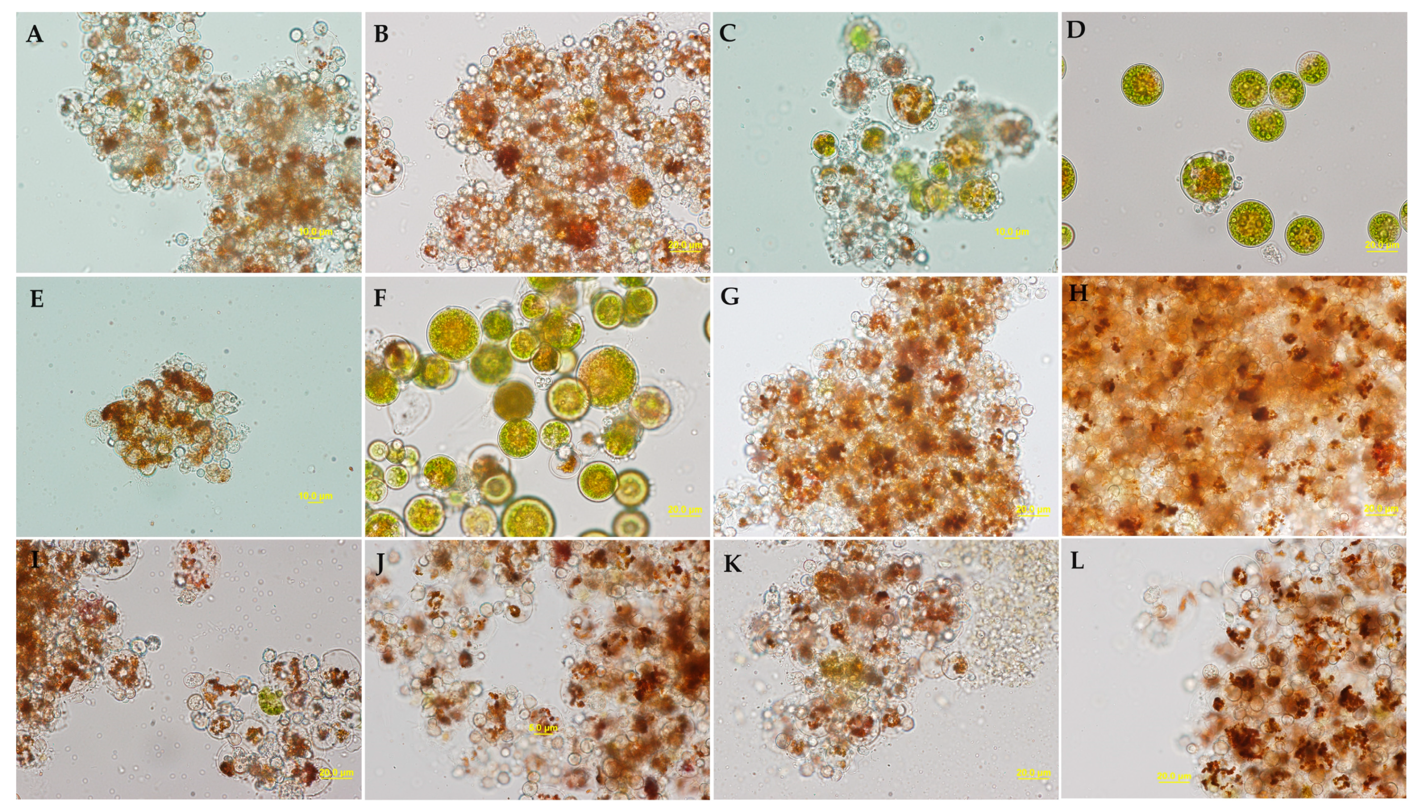 Plants 12 03230 g005 Plants 12 03230 g005