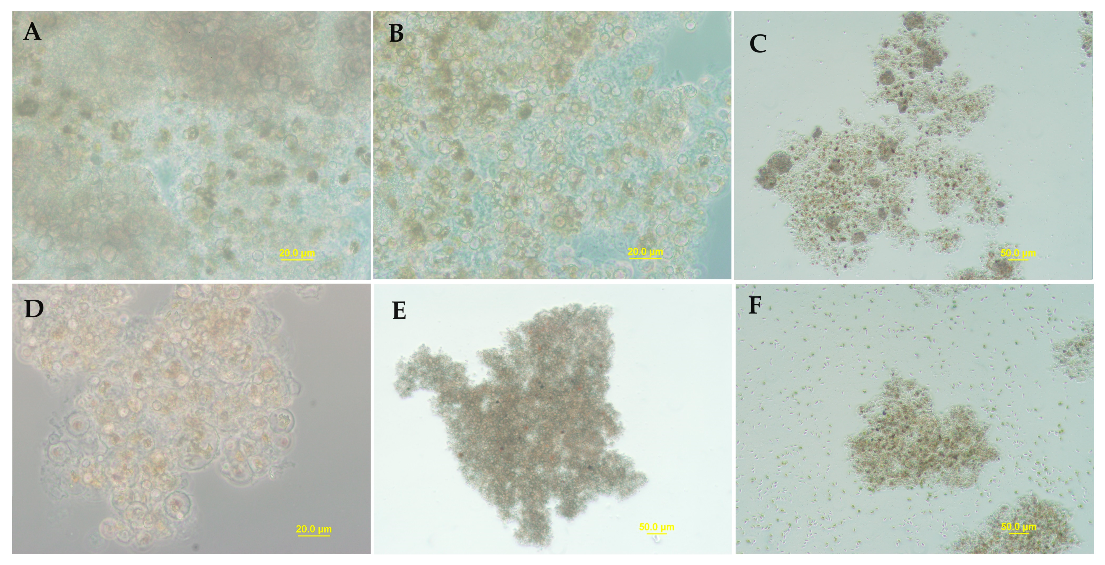 Plants 12 03230 g006 Plants 12 03230 g006