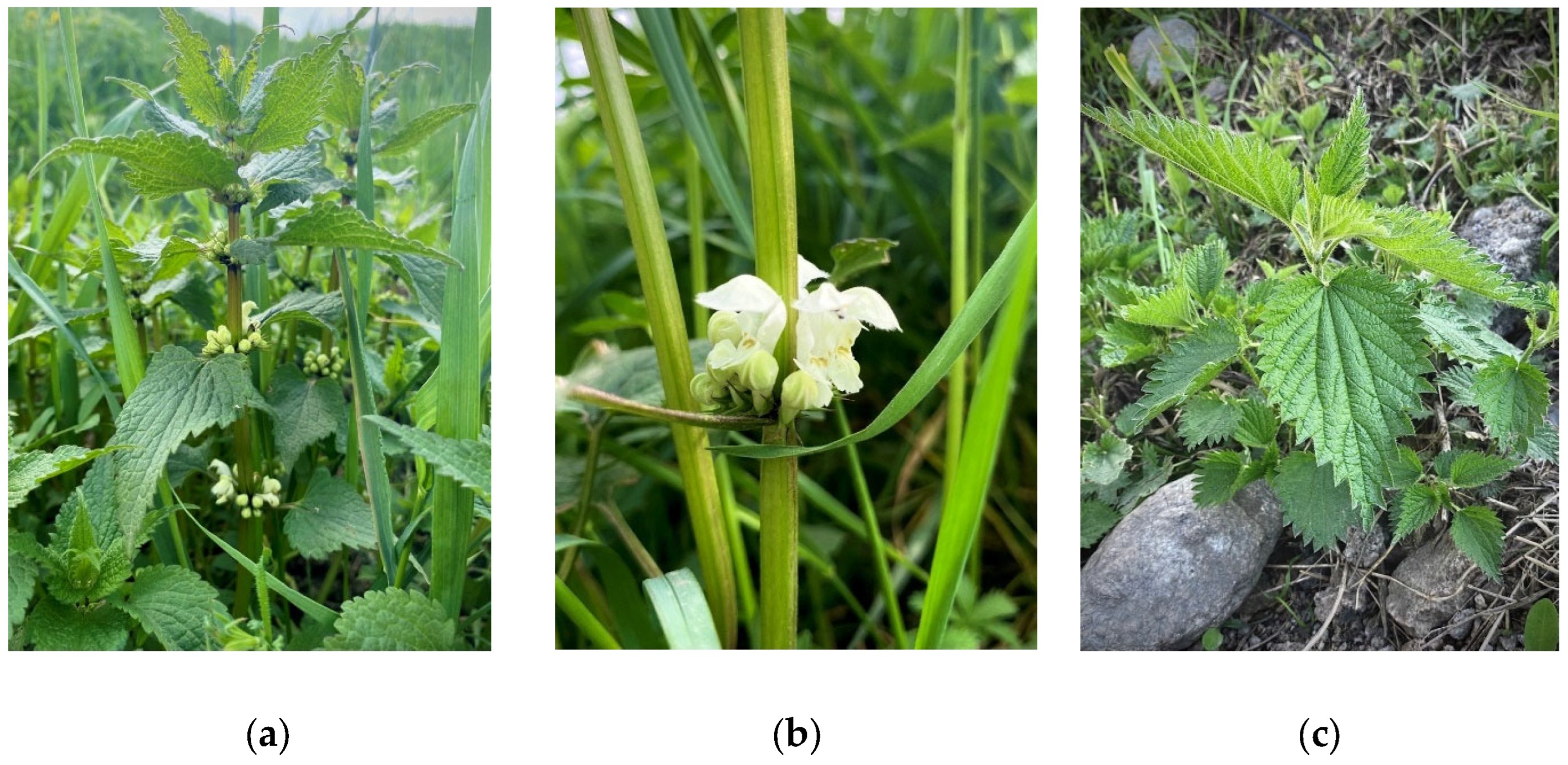 Plants 12 03233 g001