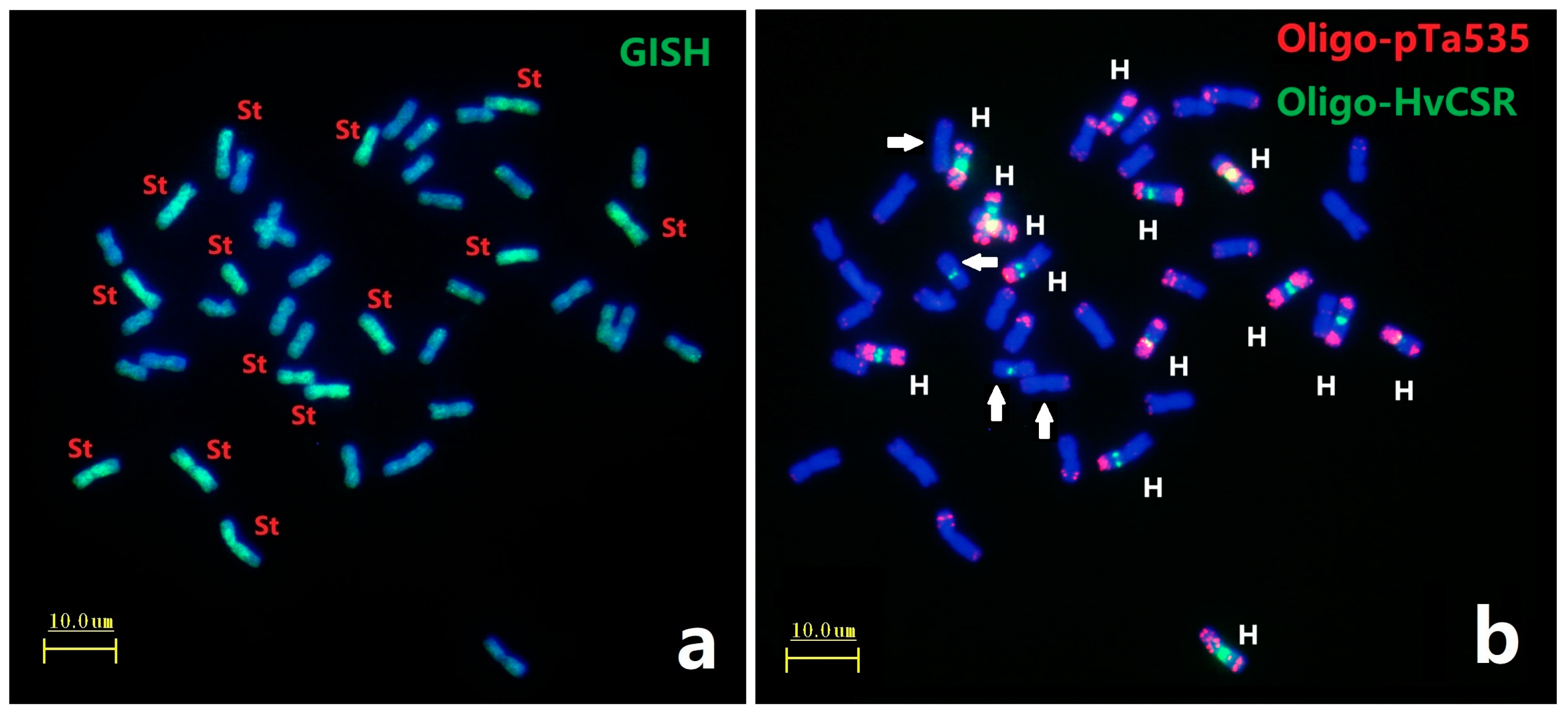 Plants 12 03268 g001