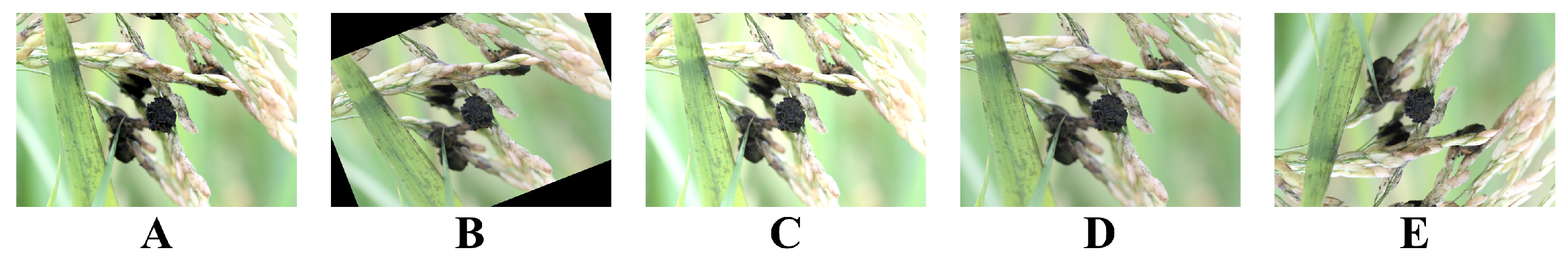 Plants 12 03273 g004