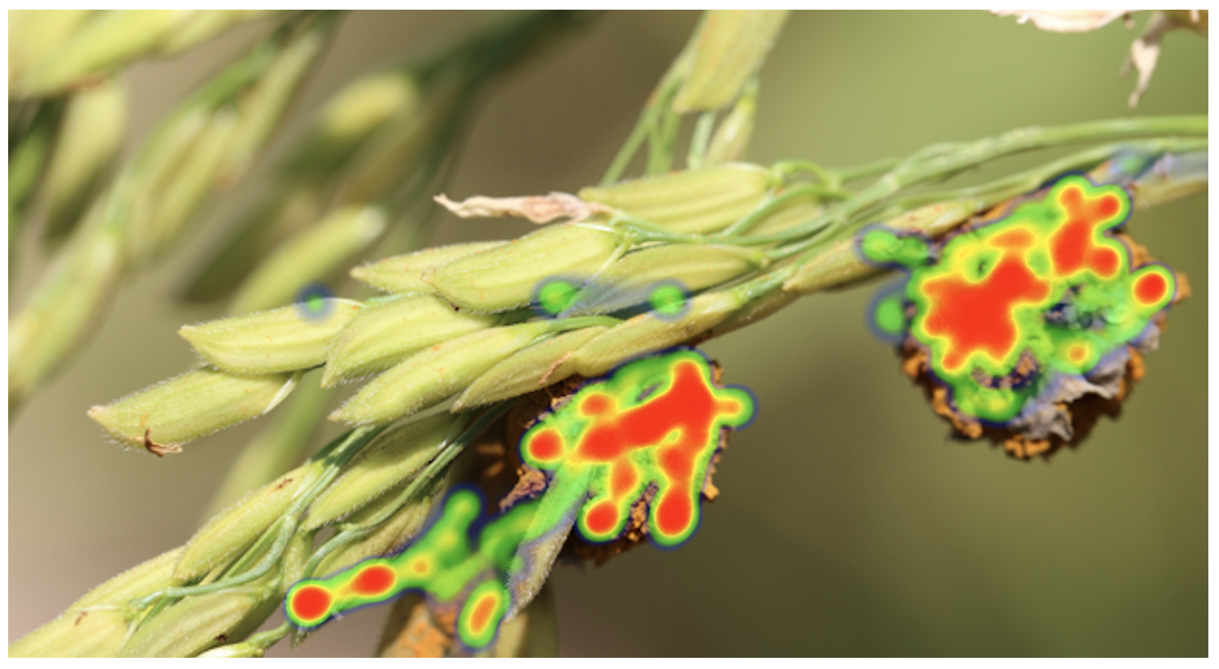 Plants 12 03273 g007