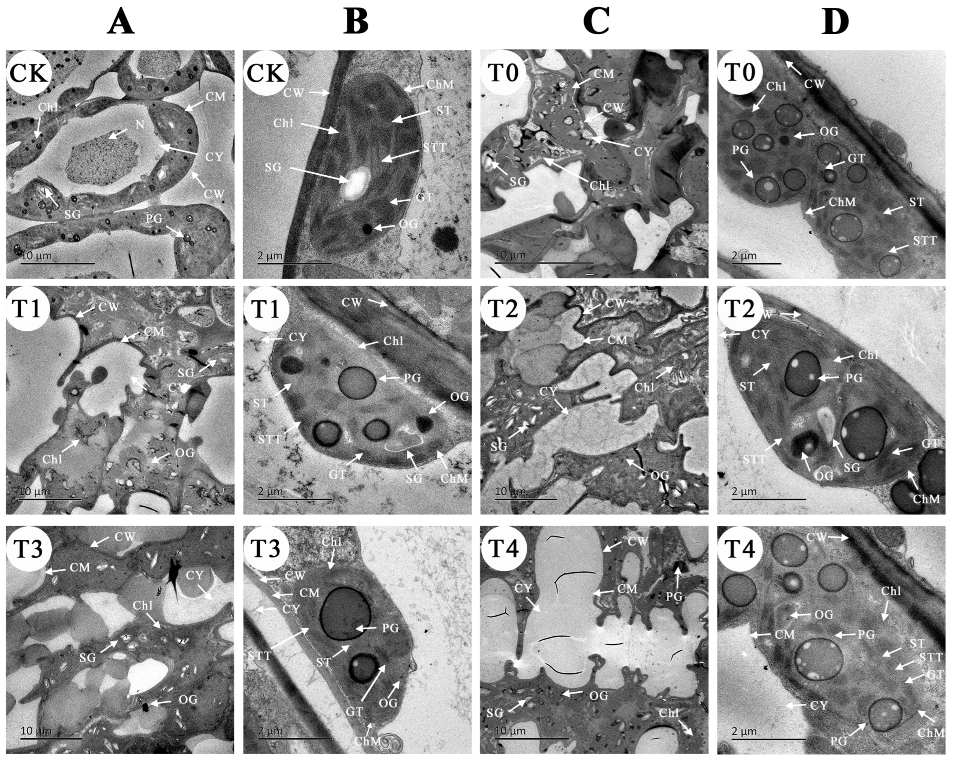 Plants 12 03283 g005