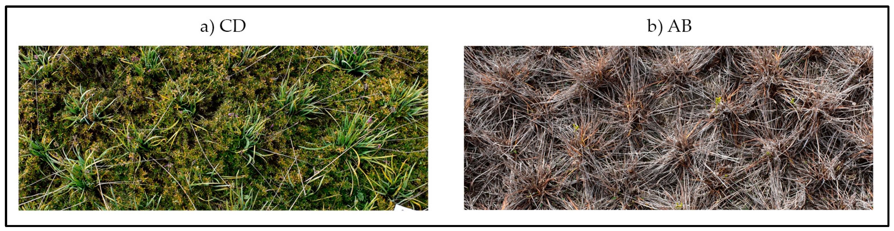 Plants 12 03293 g008 Plants 12 03293 g008