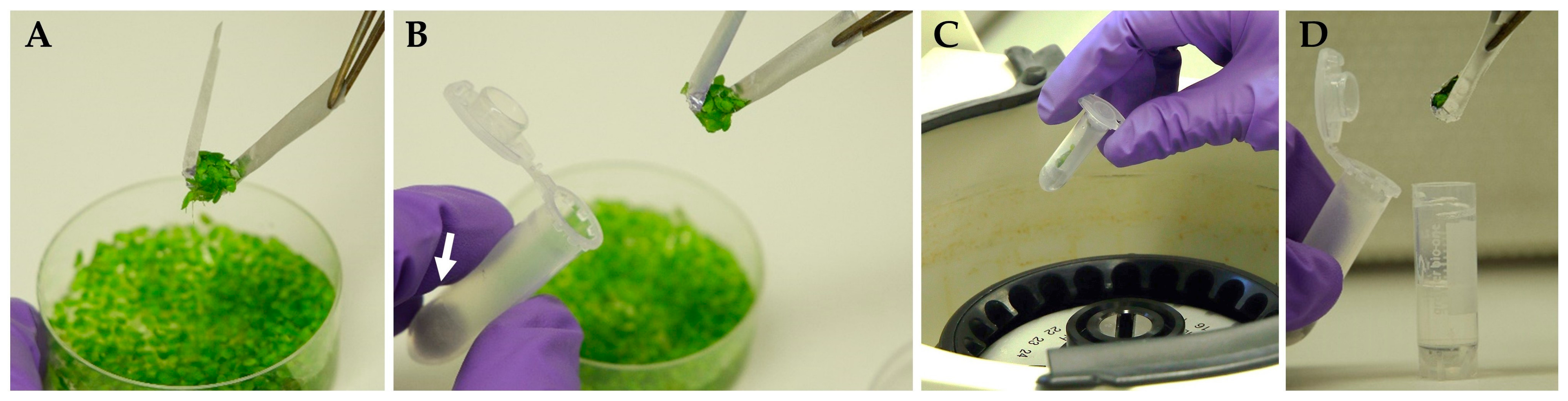 Plants 12 03302 g002 Plants 12 03302 g002