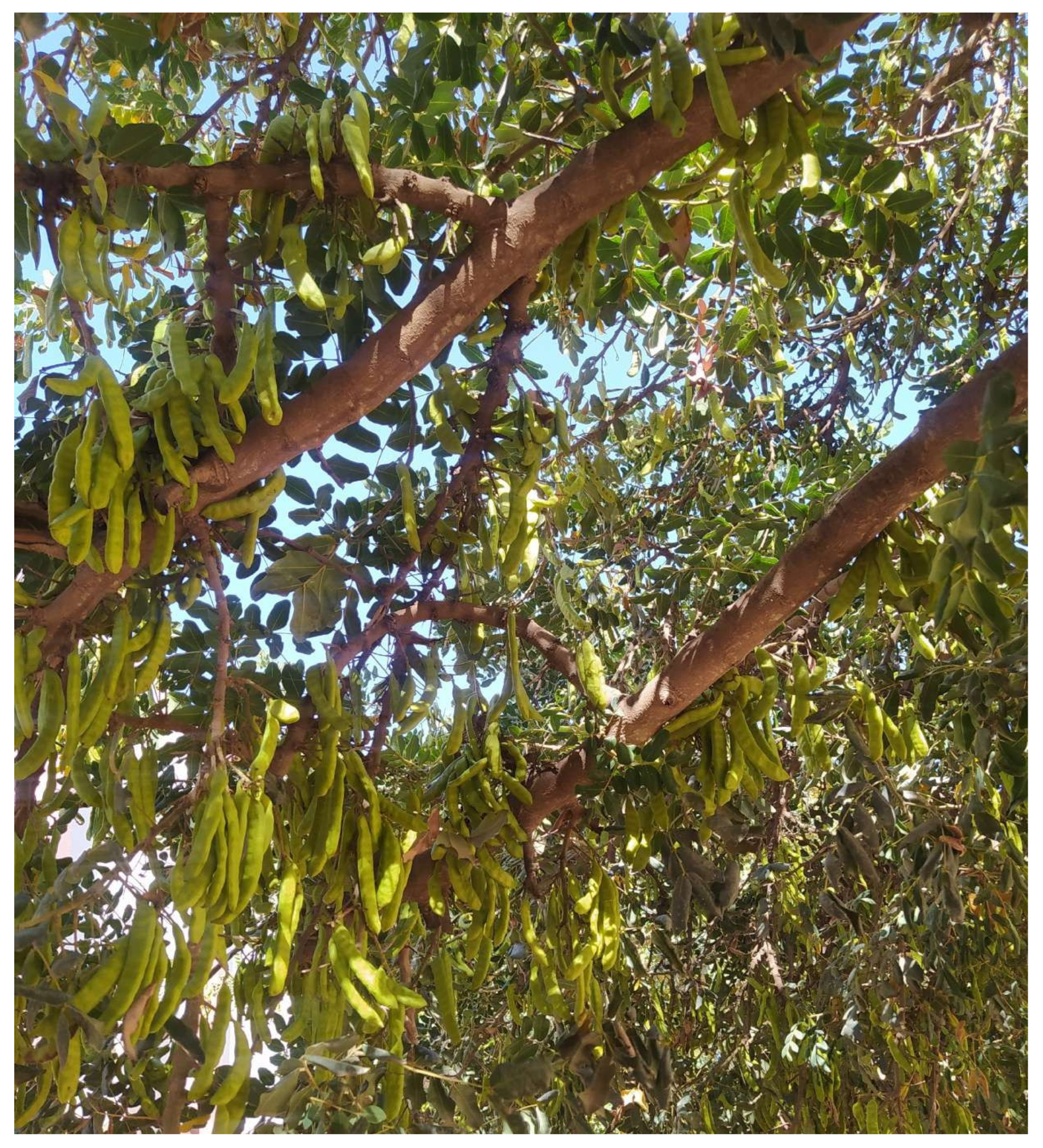 Plants 12 03303 g001