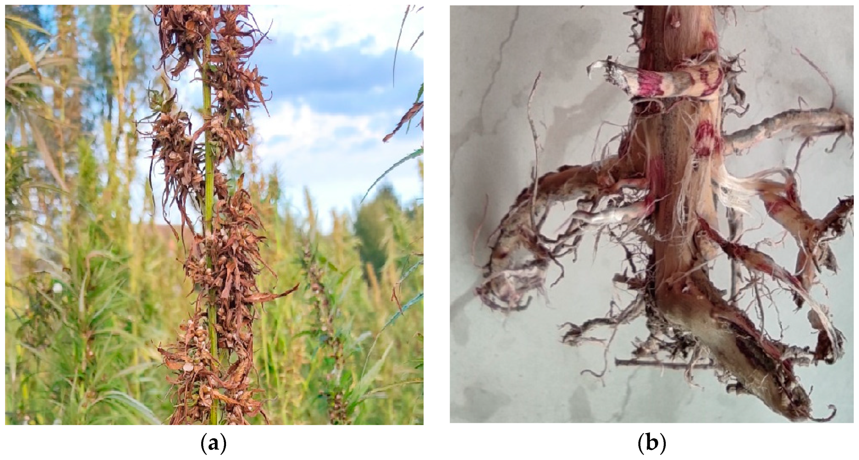 Plants 12 03305 g001