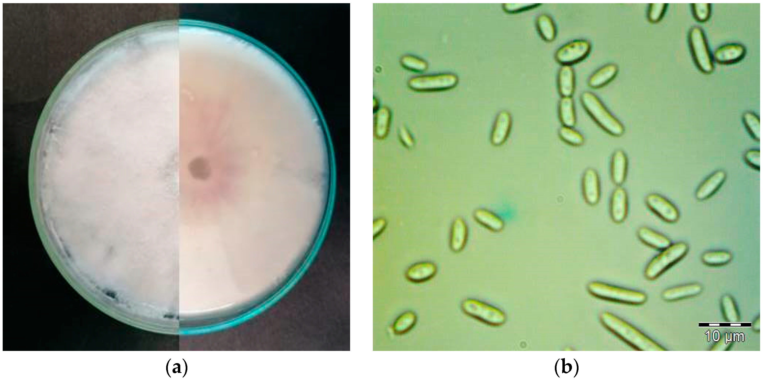 Plants 12 03305 g002