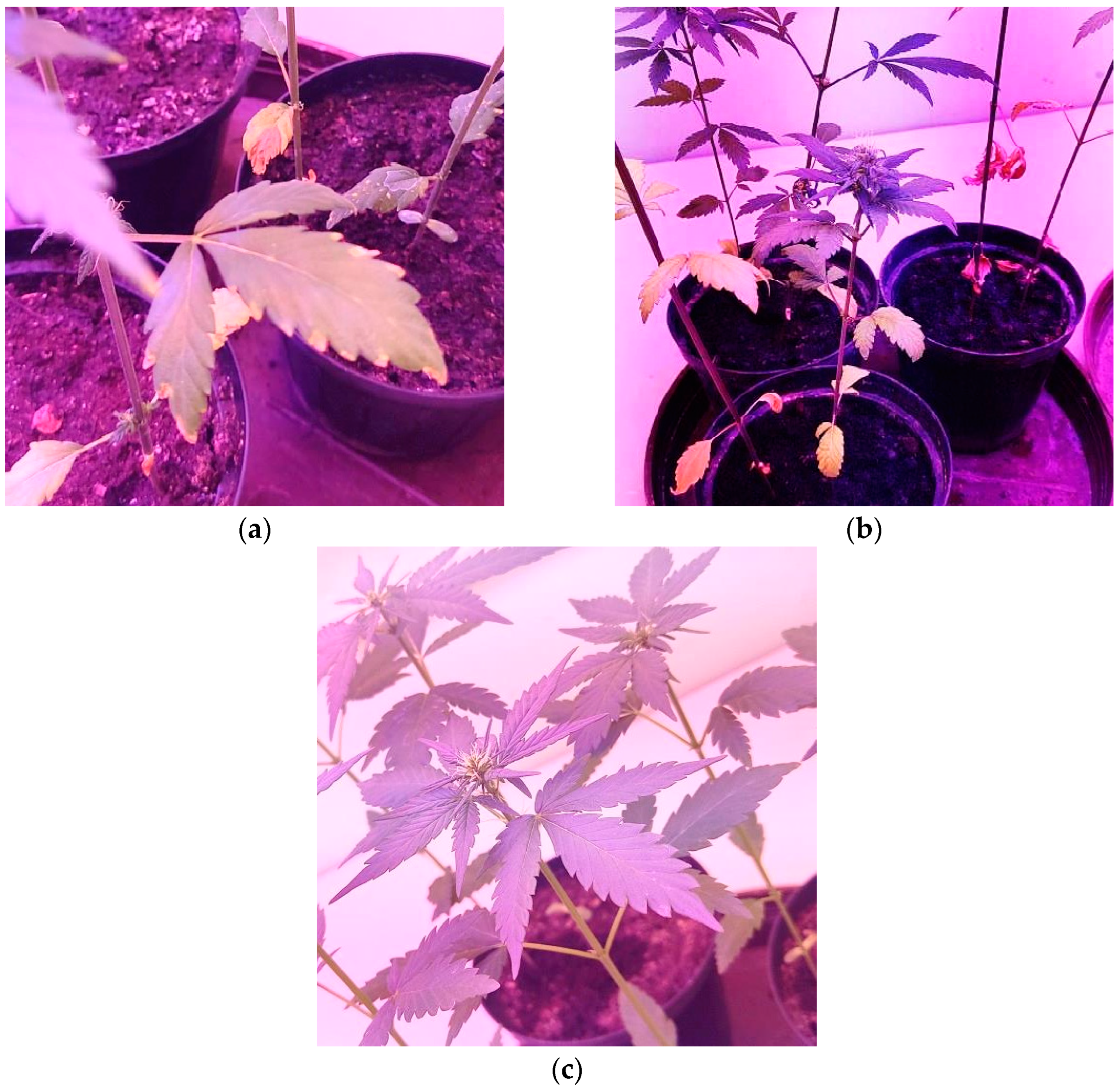 Plants 12 03305 g004