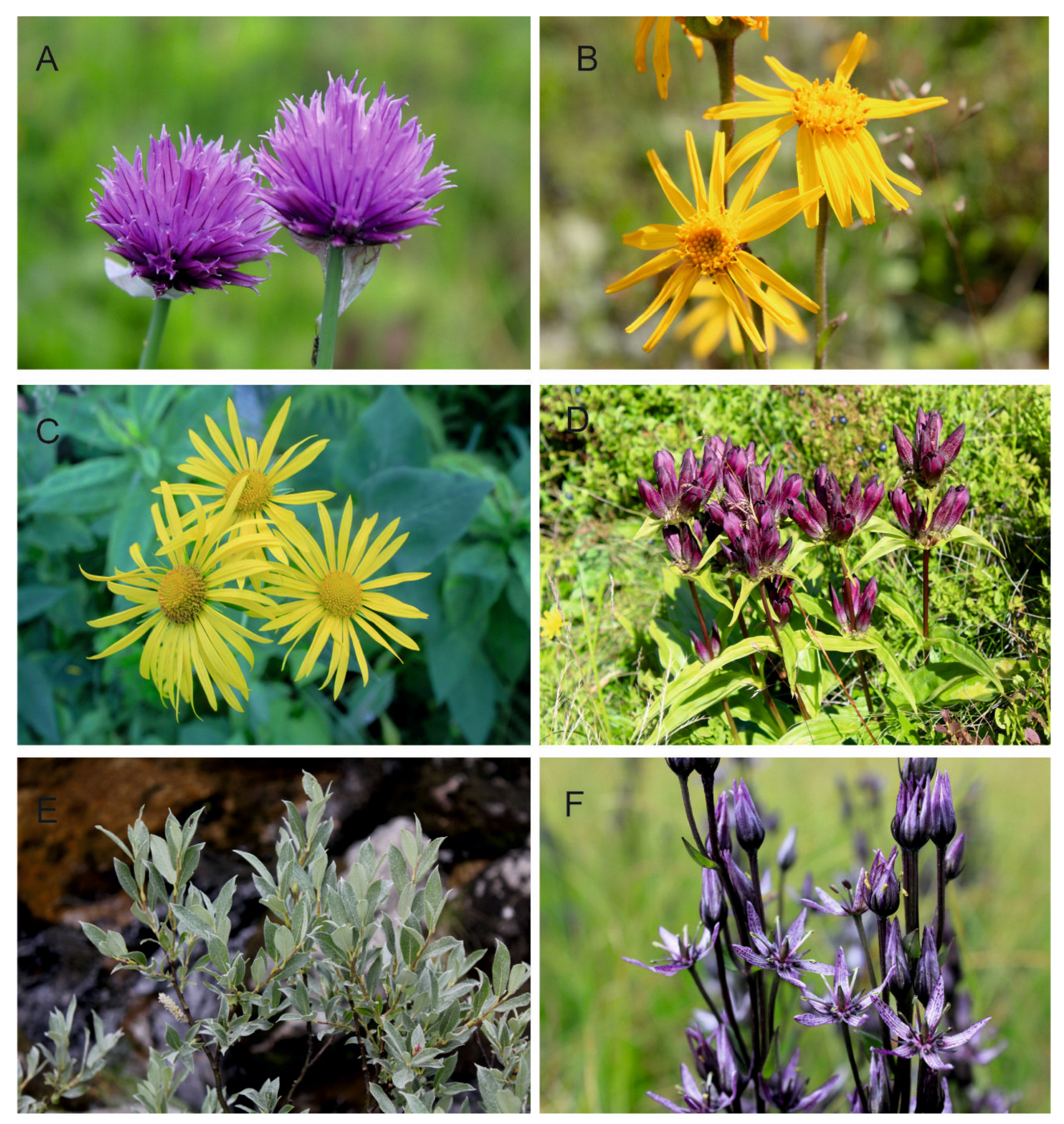 Plants 12 03317 g002 Plants 12 03317 g002