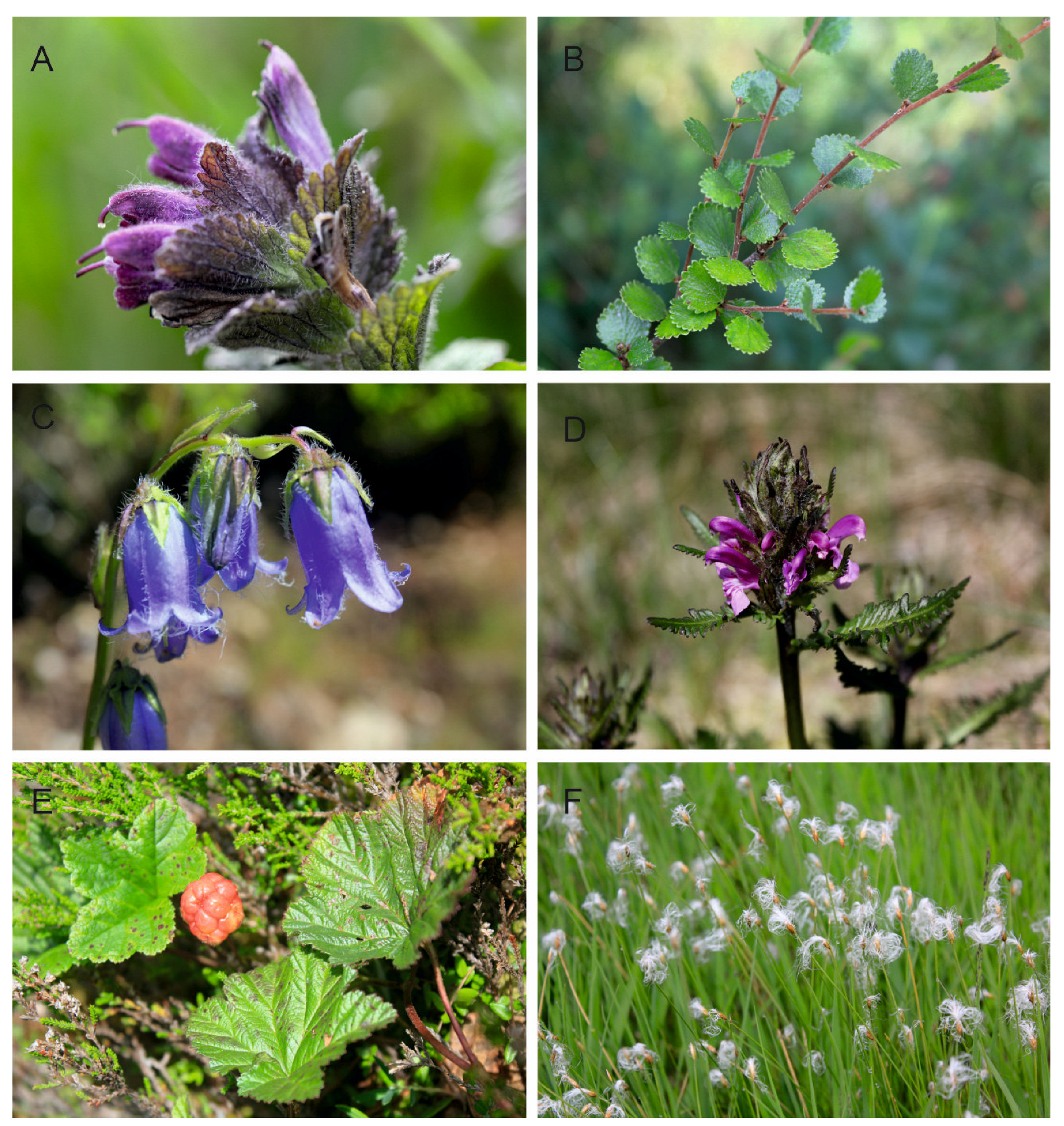Plants 12 03317 g003 Plants 12 03317 g003