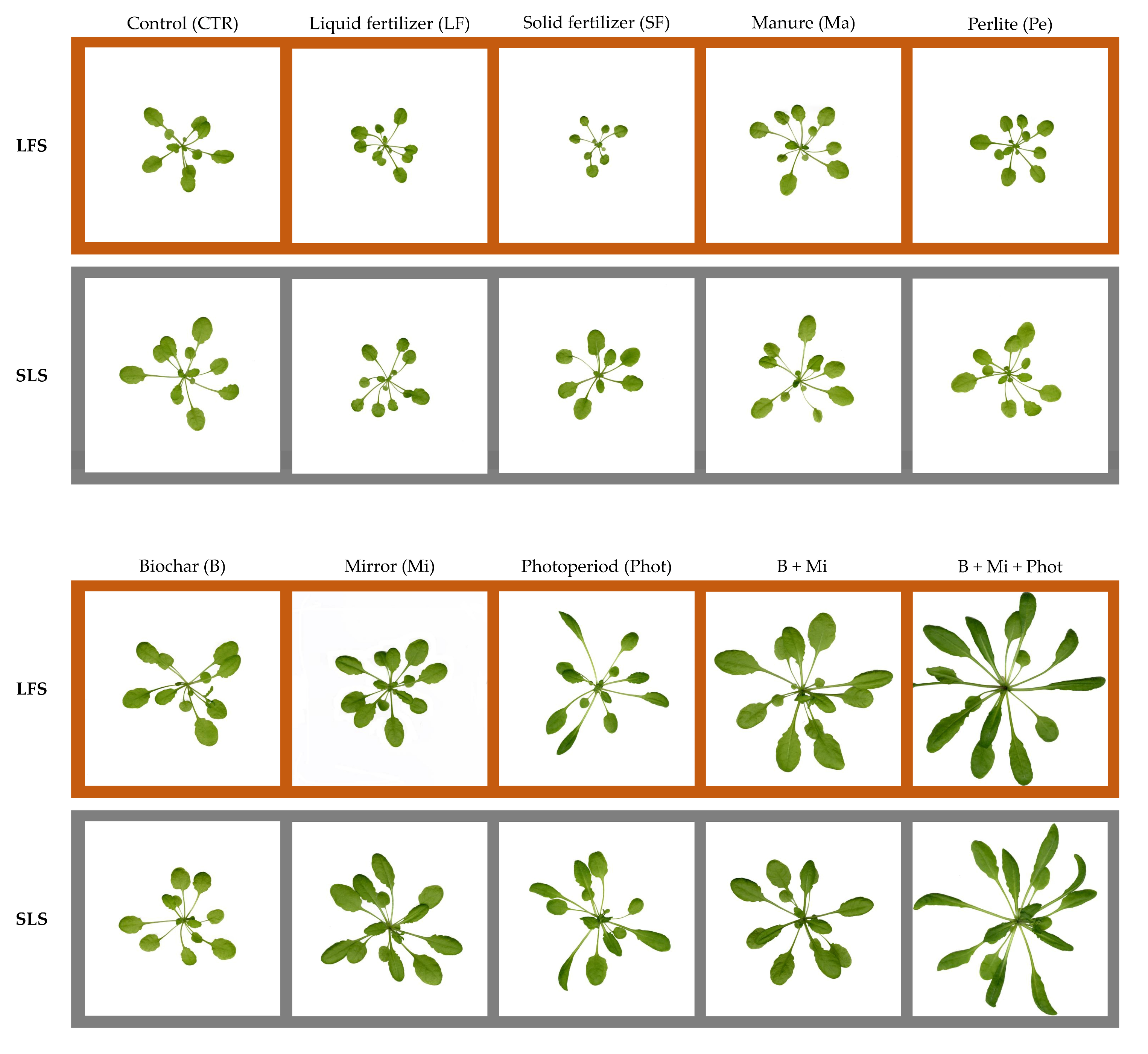 Plants 12 03319 g005