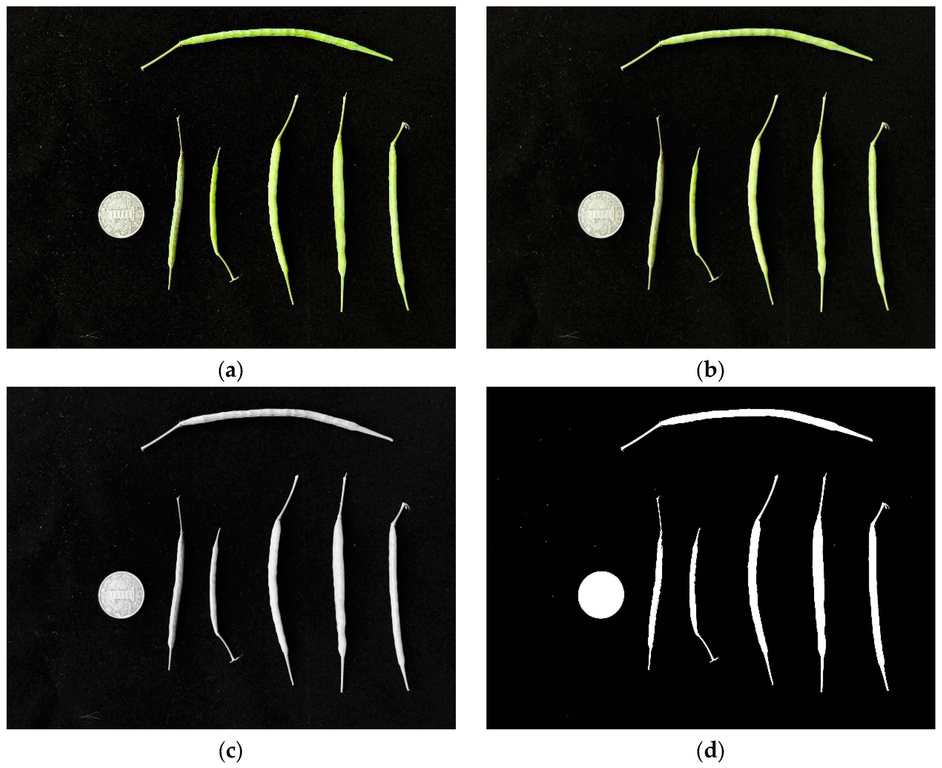 Plants 12 03328 g004