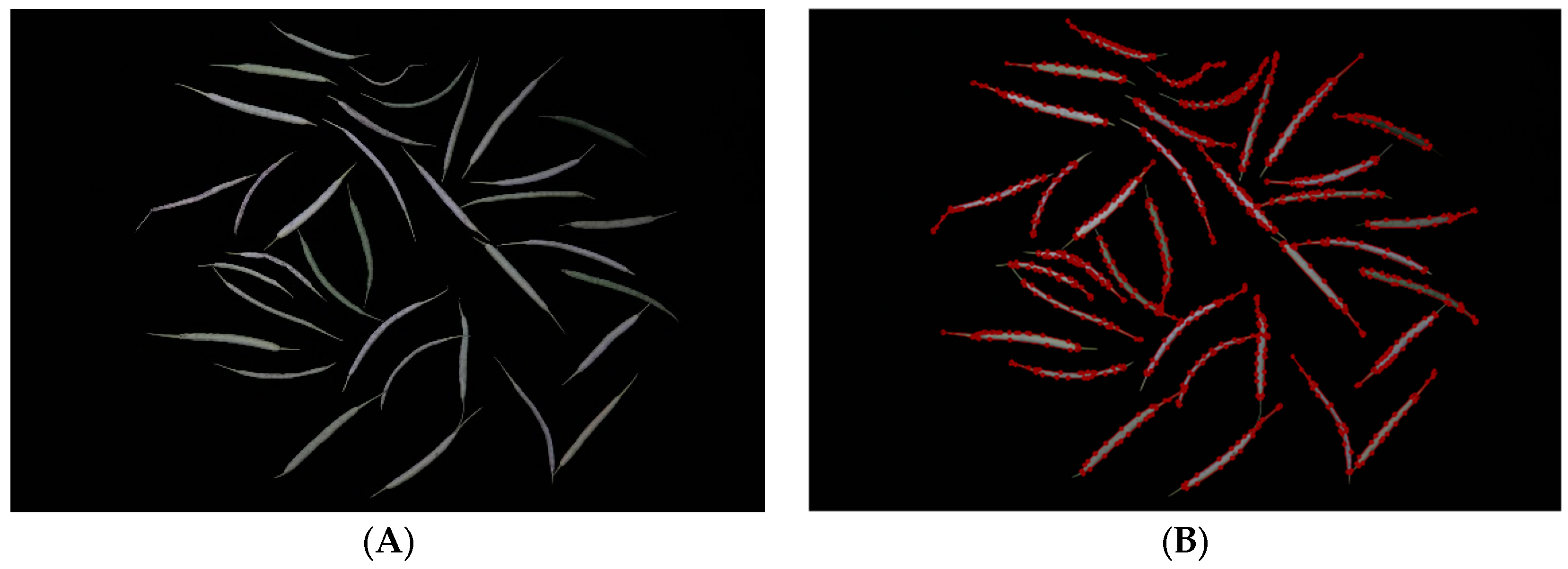 Plants 12 03328 g007