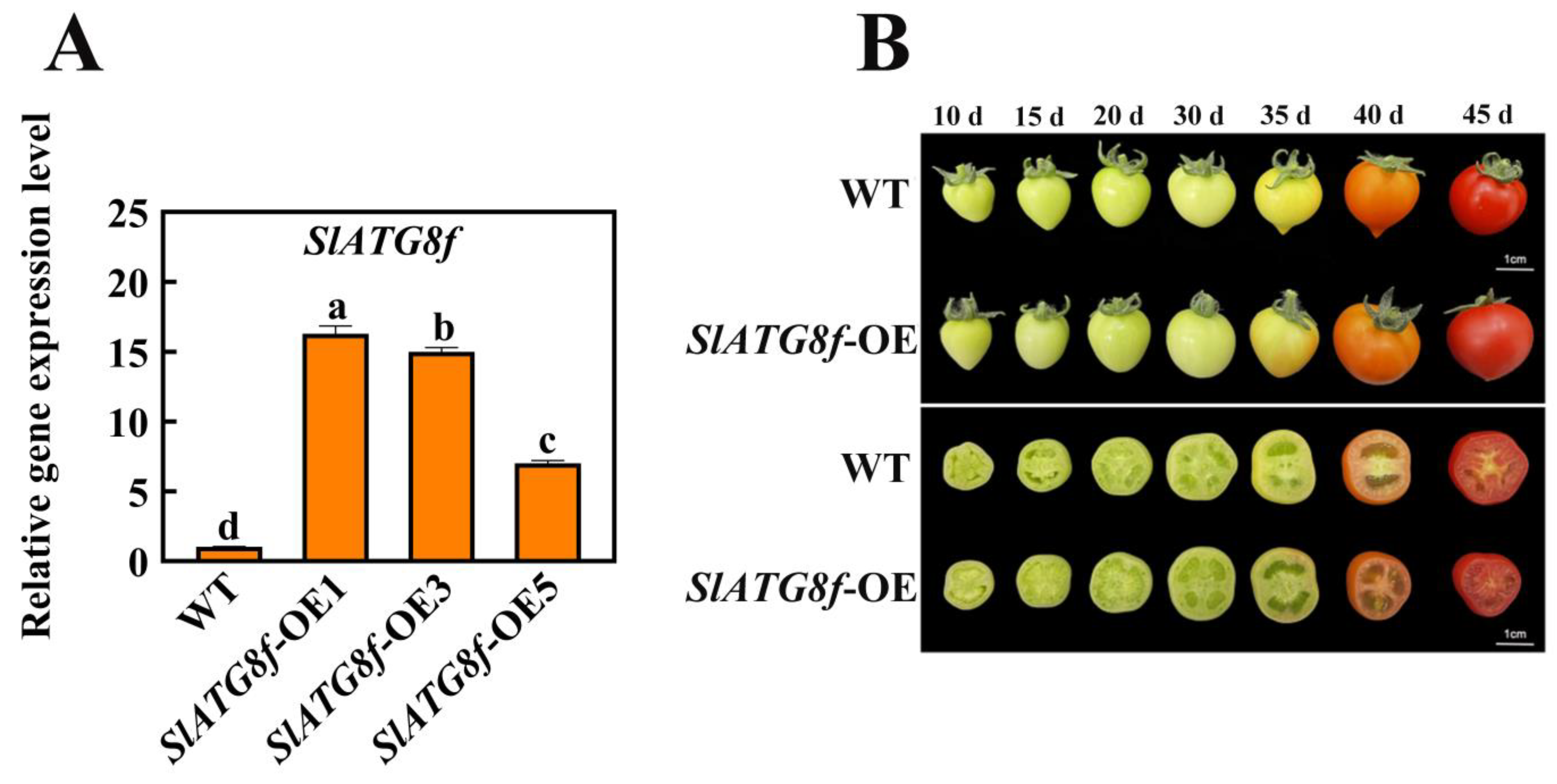 Plants 12 03339 g002