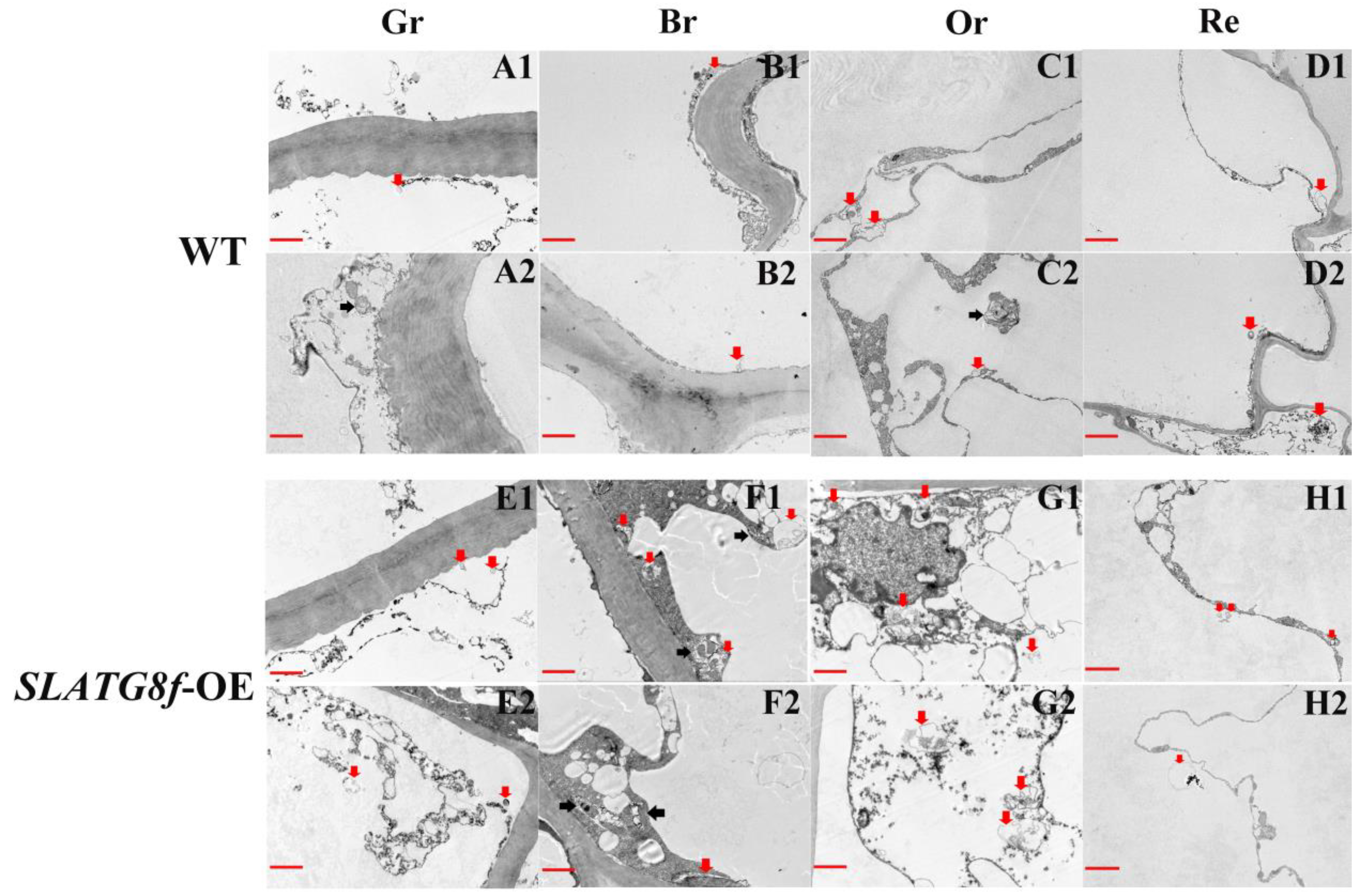 Plants 12 03339 g004