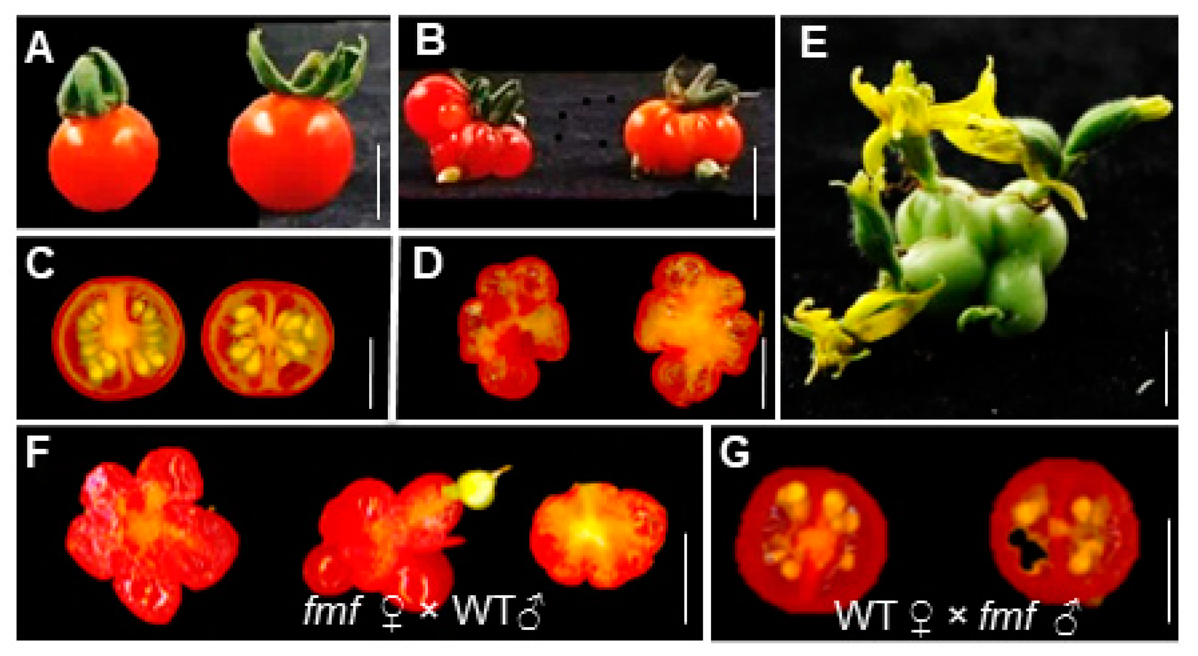 Plants 12 03341 g002 Plants 12 03341 g002