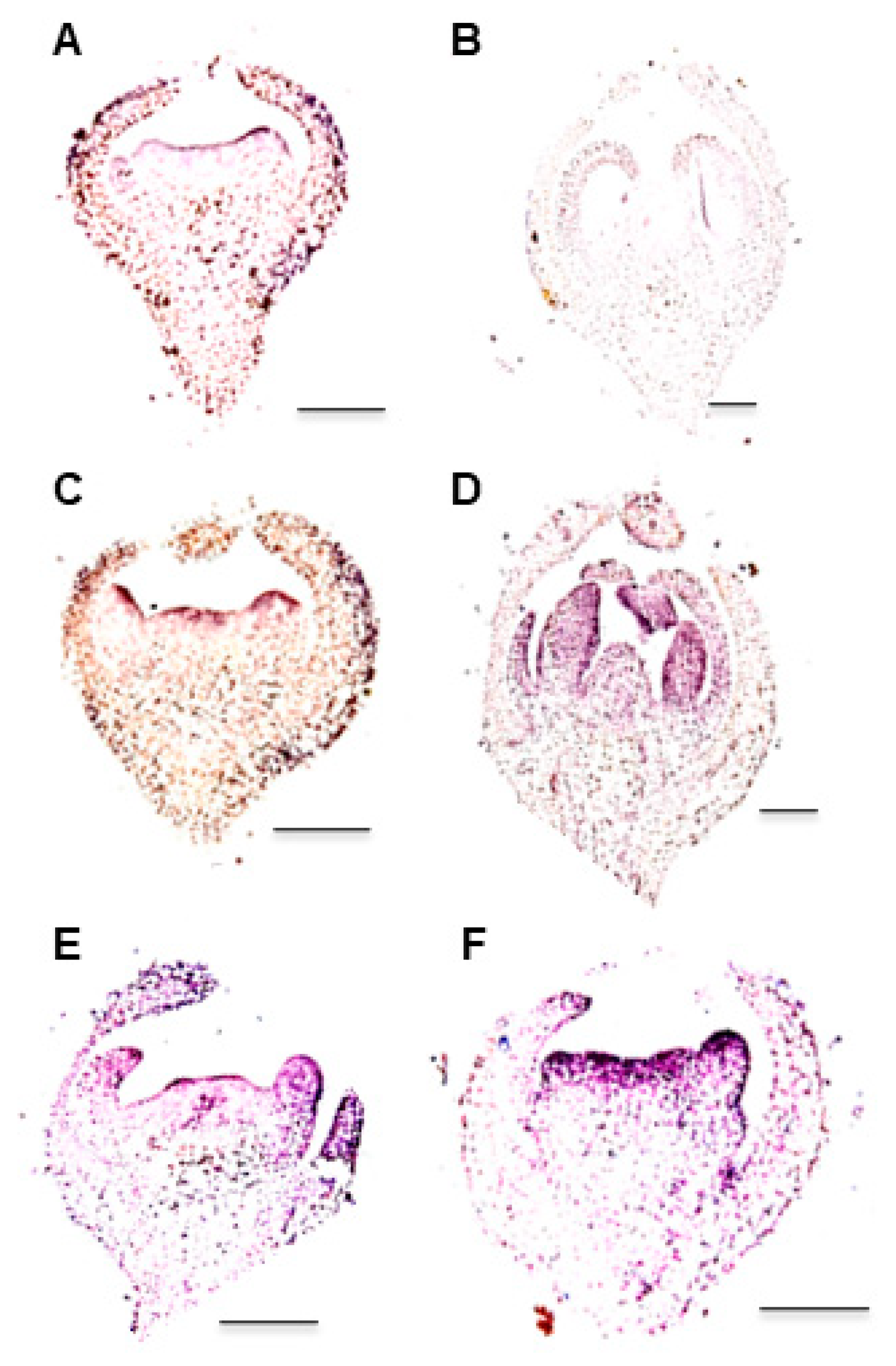 Plants 12 03341 g007 Plants 12 03341 g007