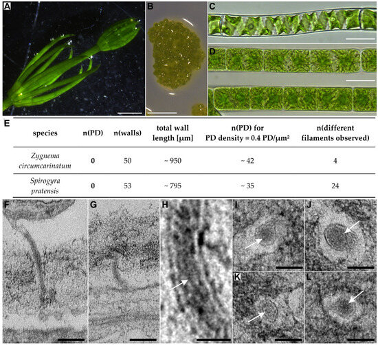 Plants 12 03342 g003
