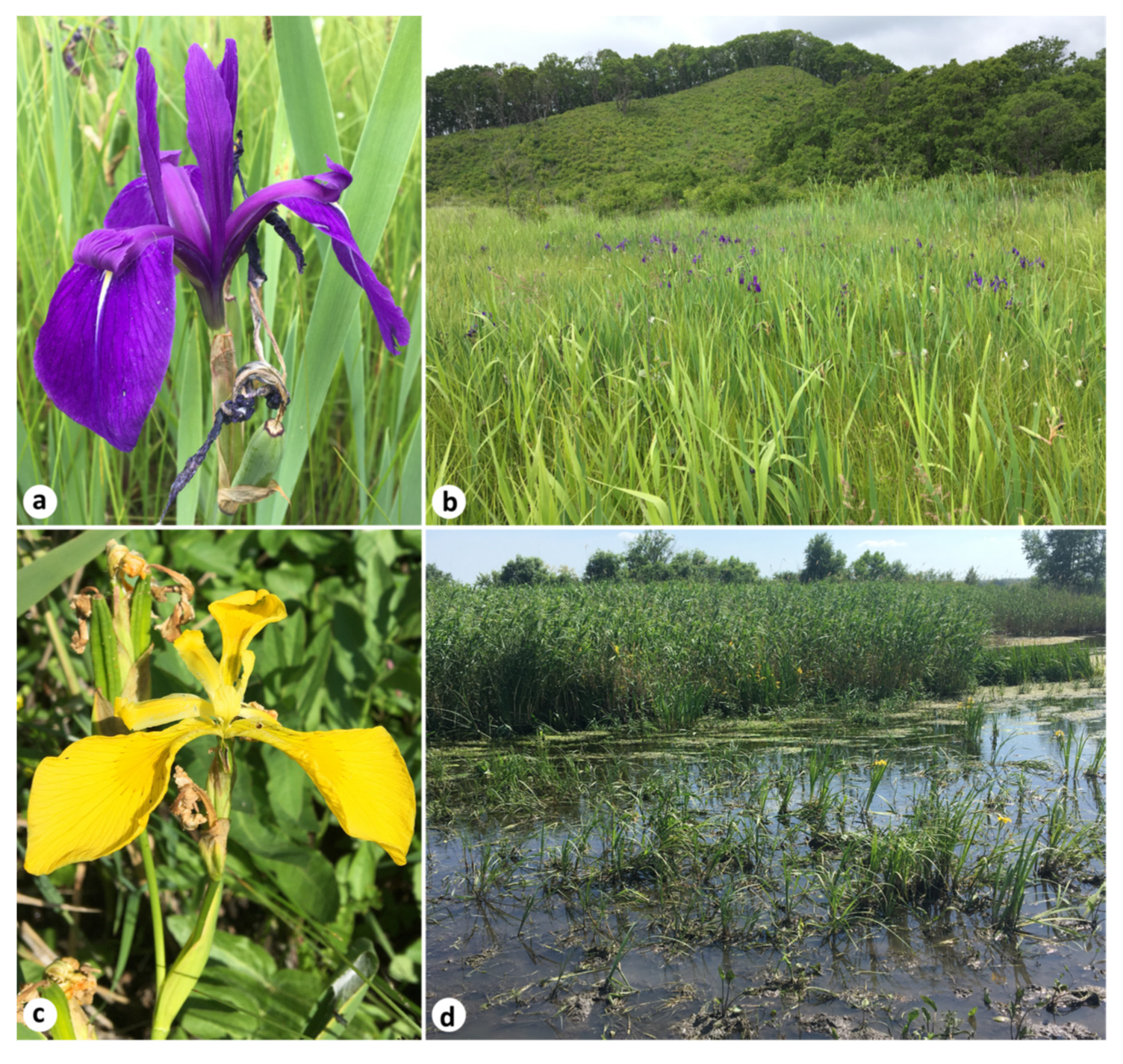 Plants 12 03349 g002