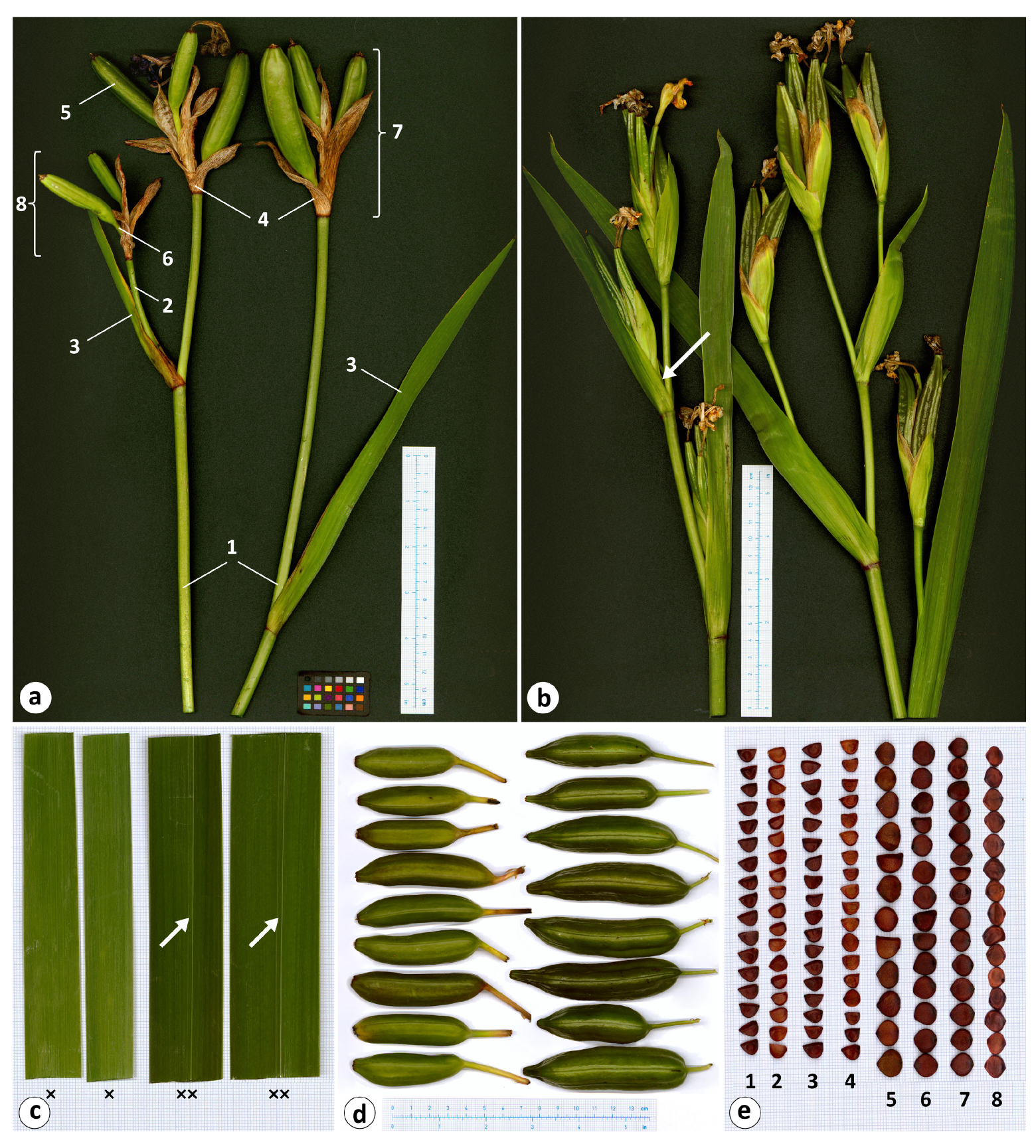 Plants 12 03349 g003