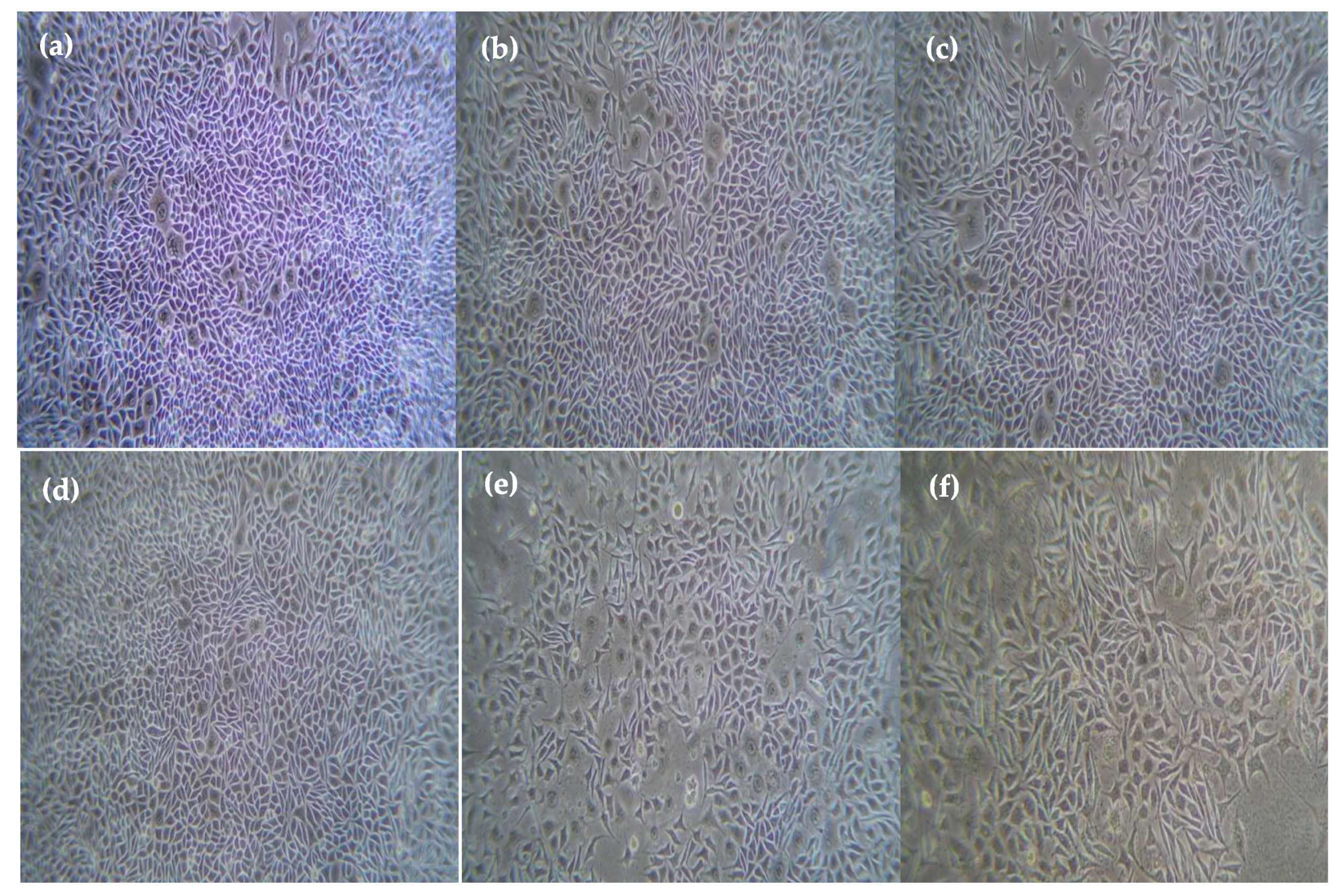 Plants 12 03352 g004