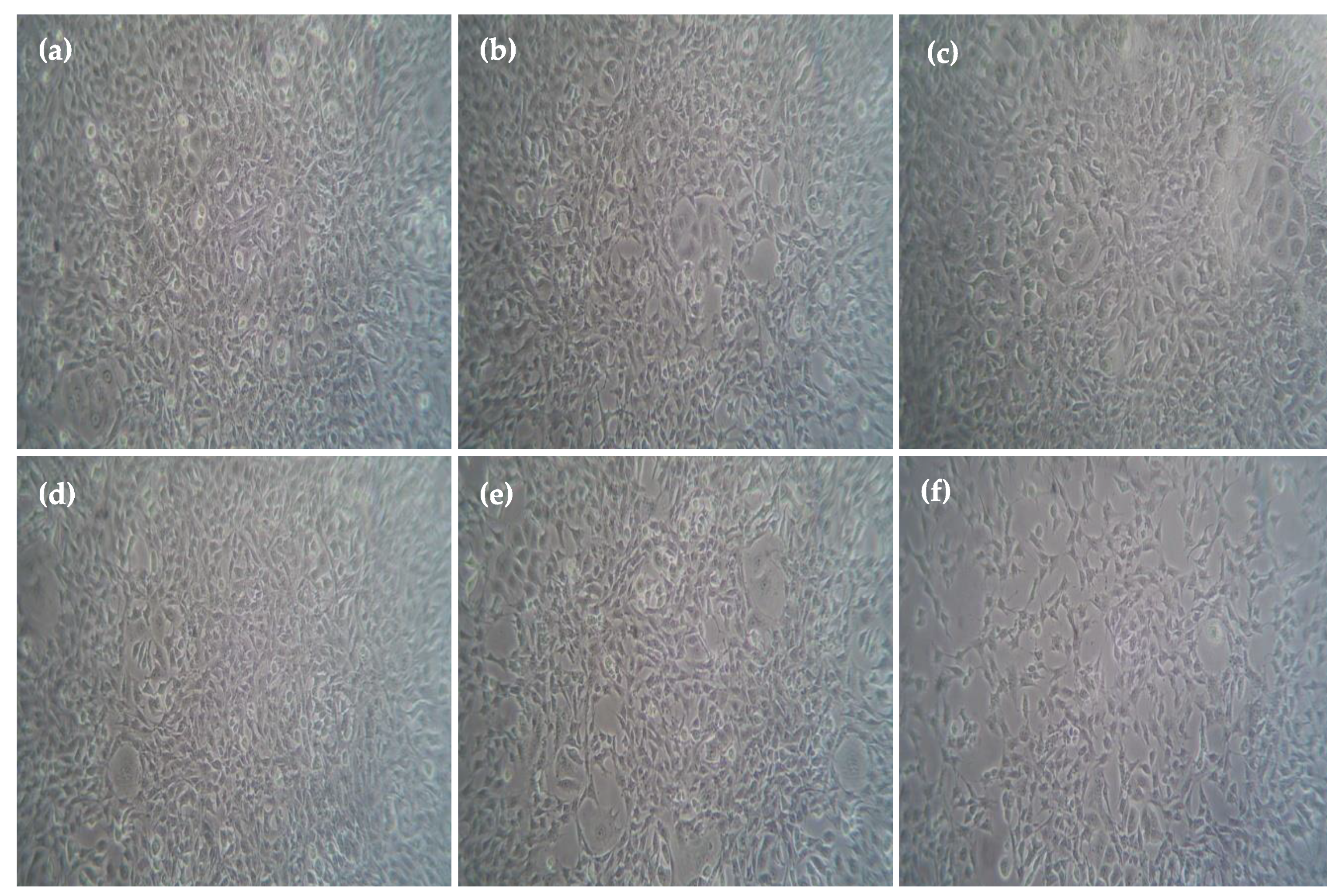 Plants 12 03352 g005