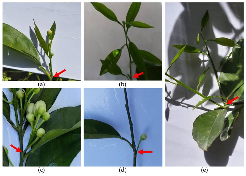 Plants 12 03360 g002 Plants 12 03360 g002