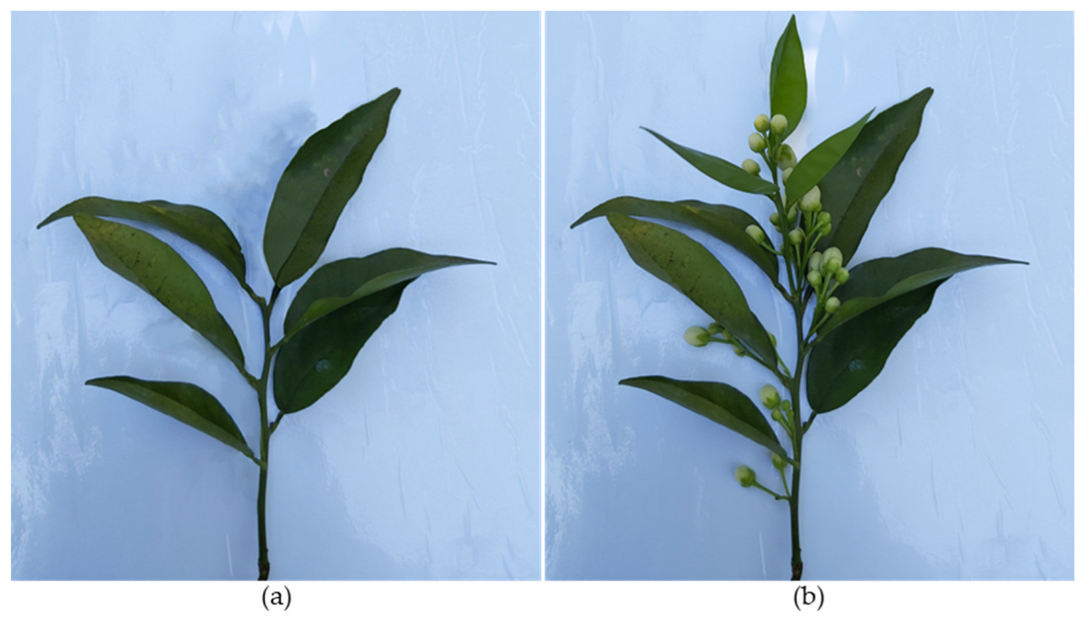 Plants 12 03360 g003 Plants 12 03360 g003