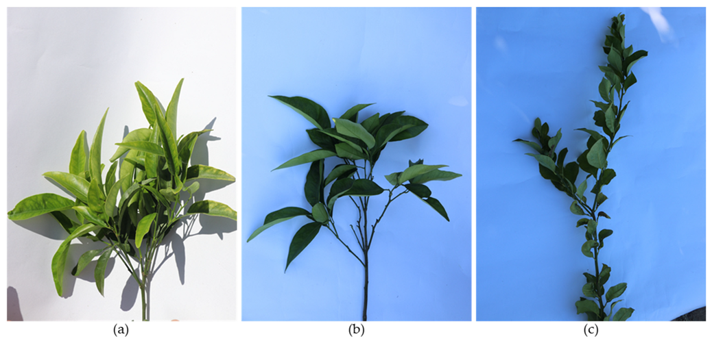 Plants 12 03360 g004 Plants 12 03360 g004