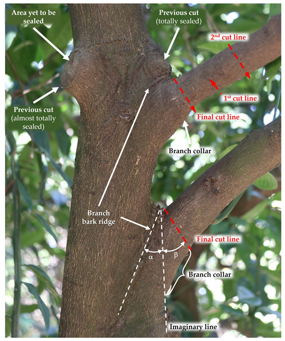 Plants 12 03360 g008 Plants 12 03360 g008