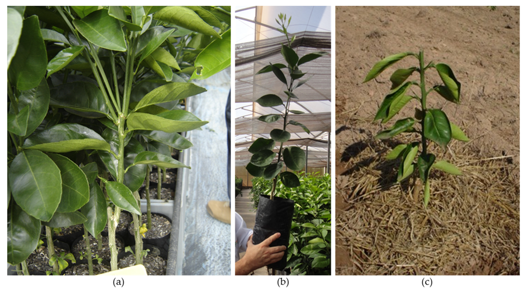 Plants 12 03360 g010 Plants 12 03360 g010