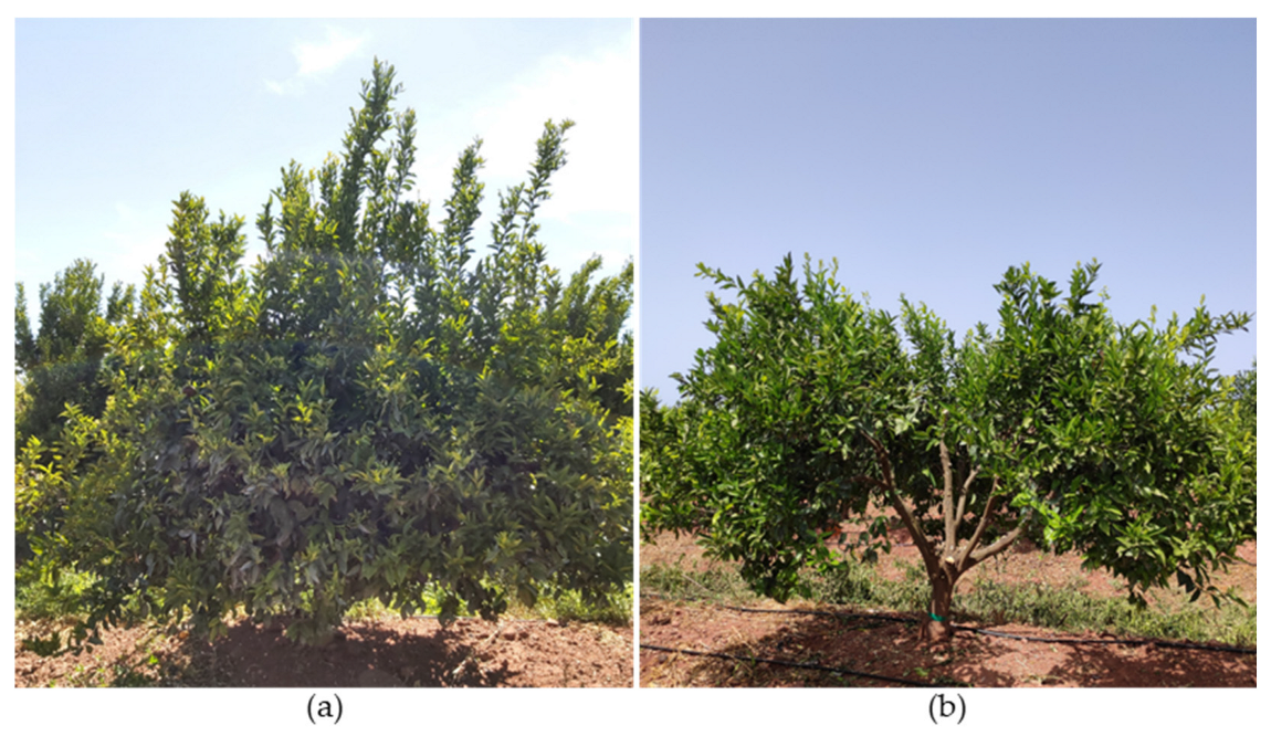 Plants 12 03360 g011 Plants 12 03360 g011