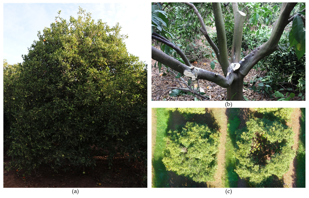 Plants 12 03360 g012 Plants 12 03360 g012