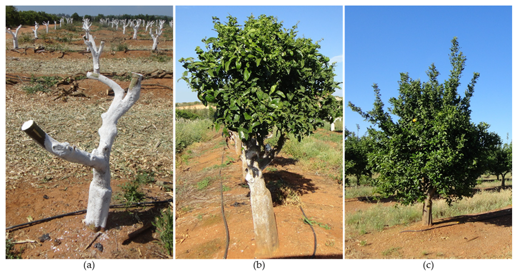 Plants 12 03360 g013 Plants 12 03360 g013