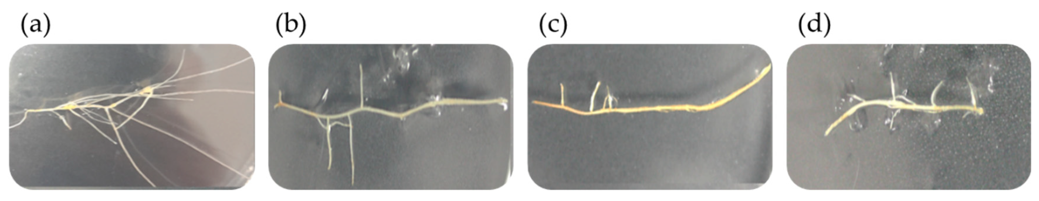 Plants 12 03363 g004