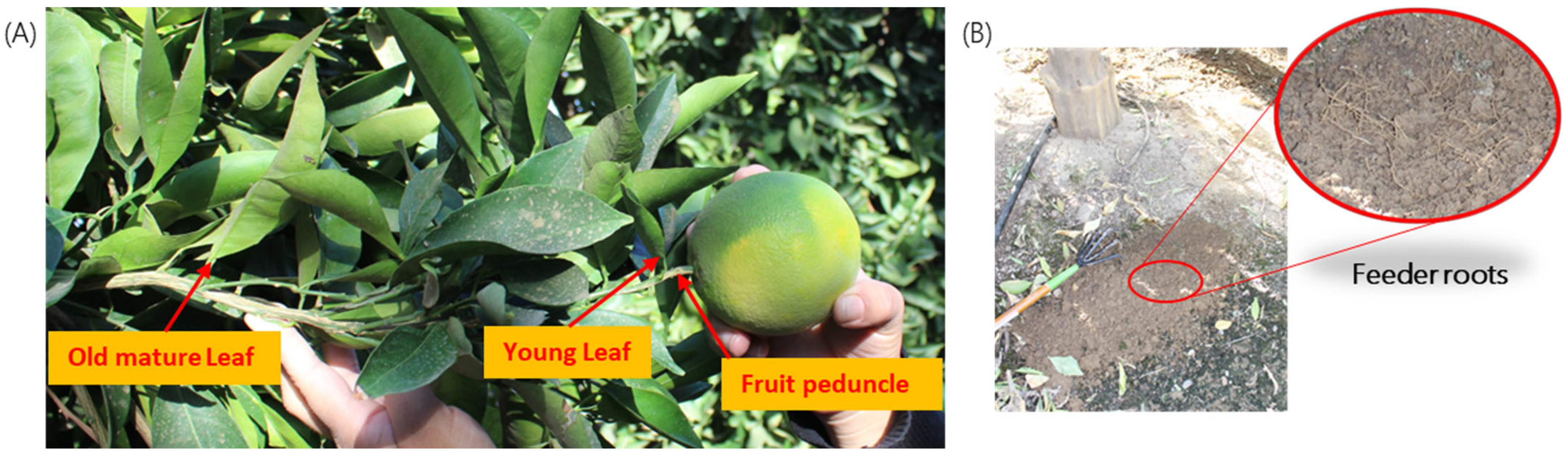 Plants 12 03364 g005