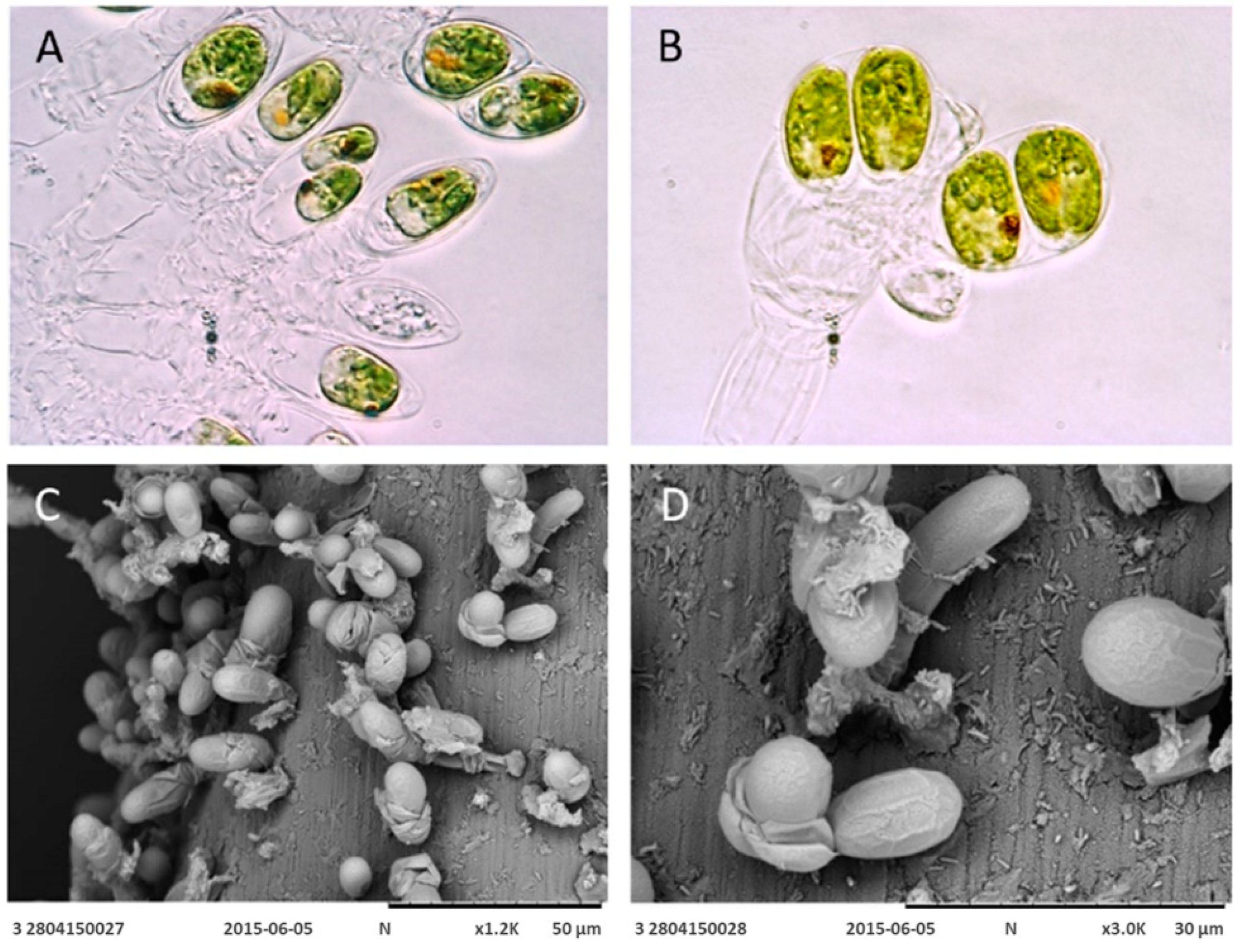 Plants 12 03372 g001