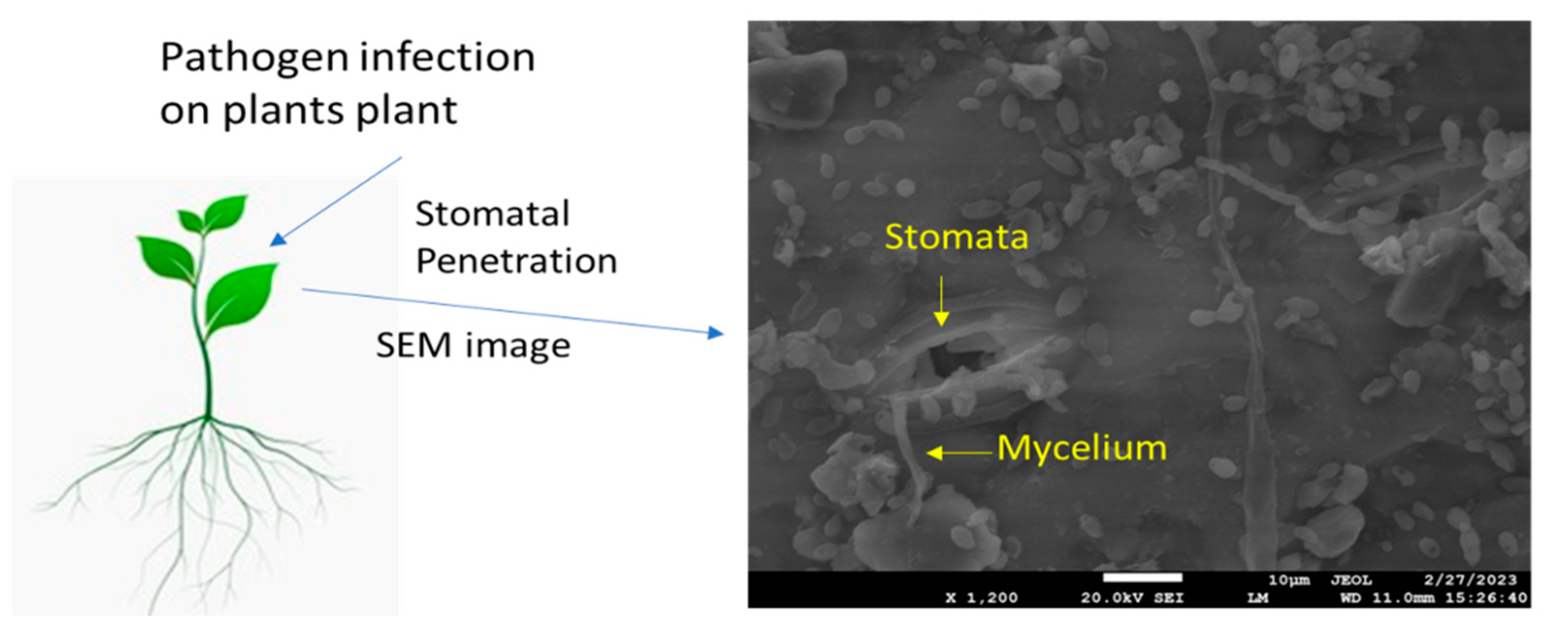 Plants 12 03380 g001 Plants 12 03380 g001