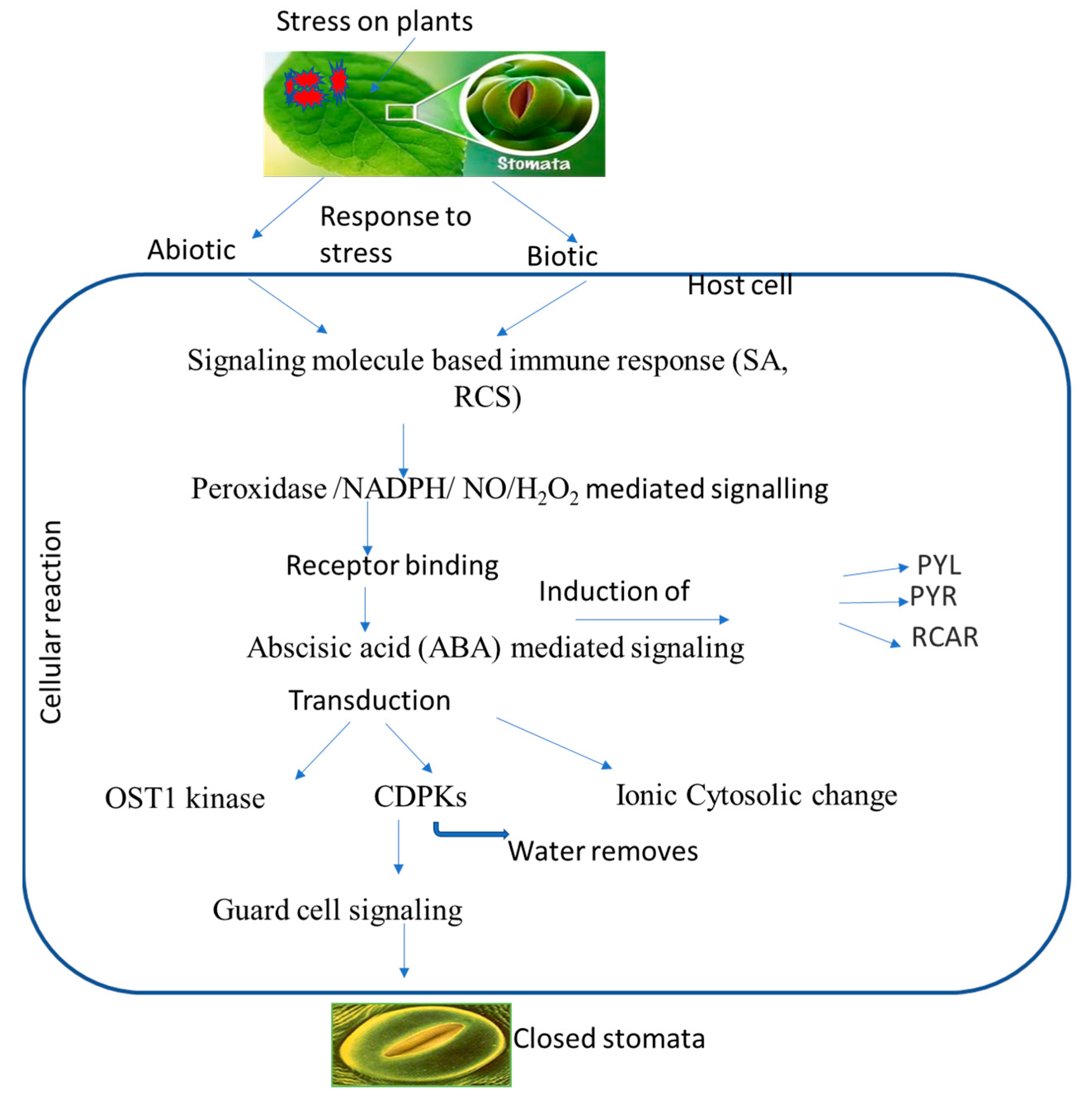 Plants 12 03380 g002 Plants 12 03380 g002
