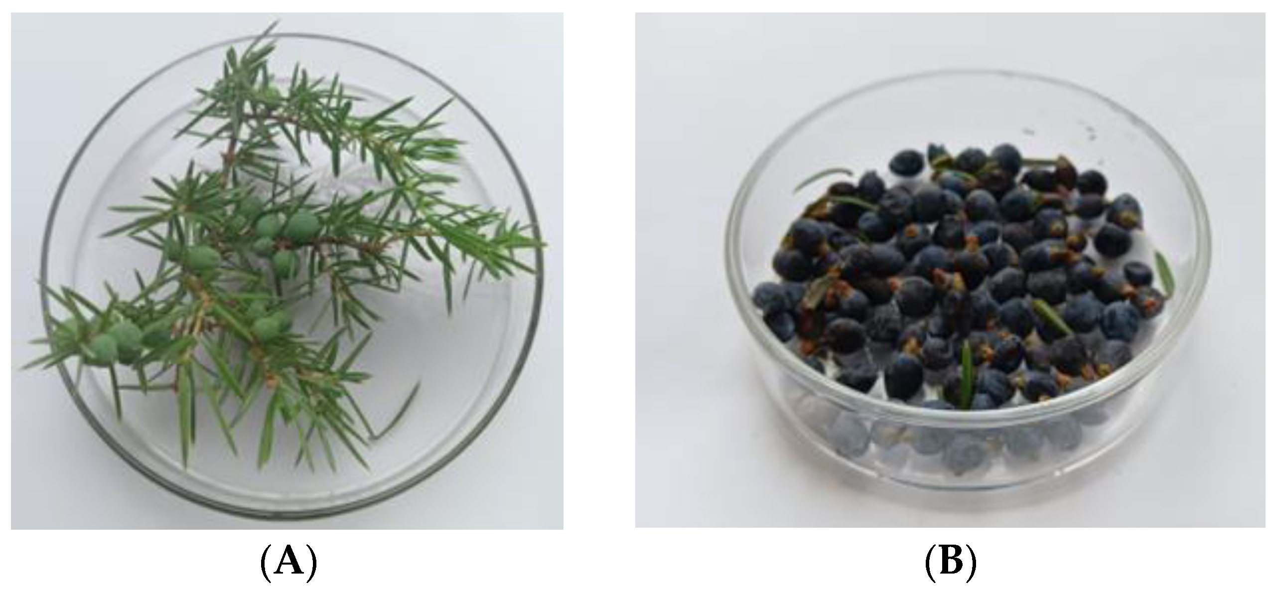 Plants 12 03401 g004 Plants 12 03401 g004