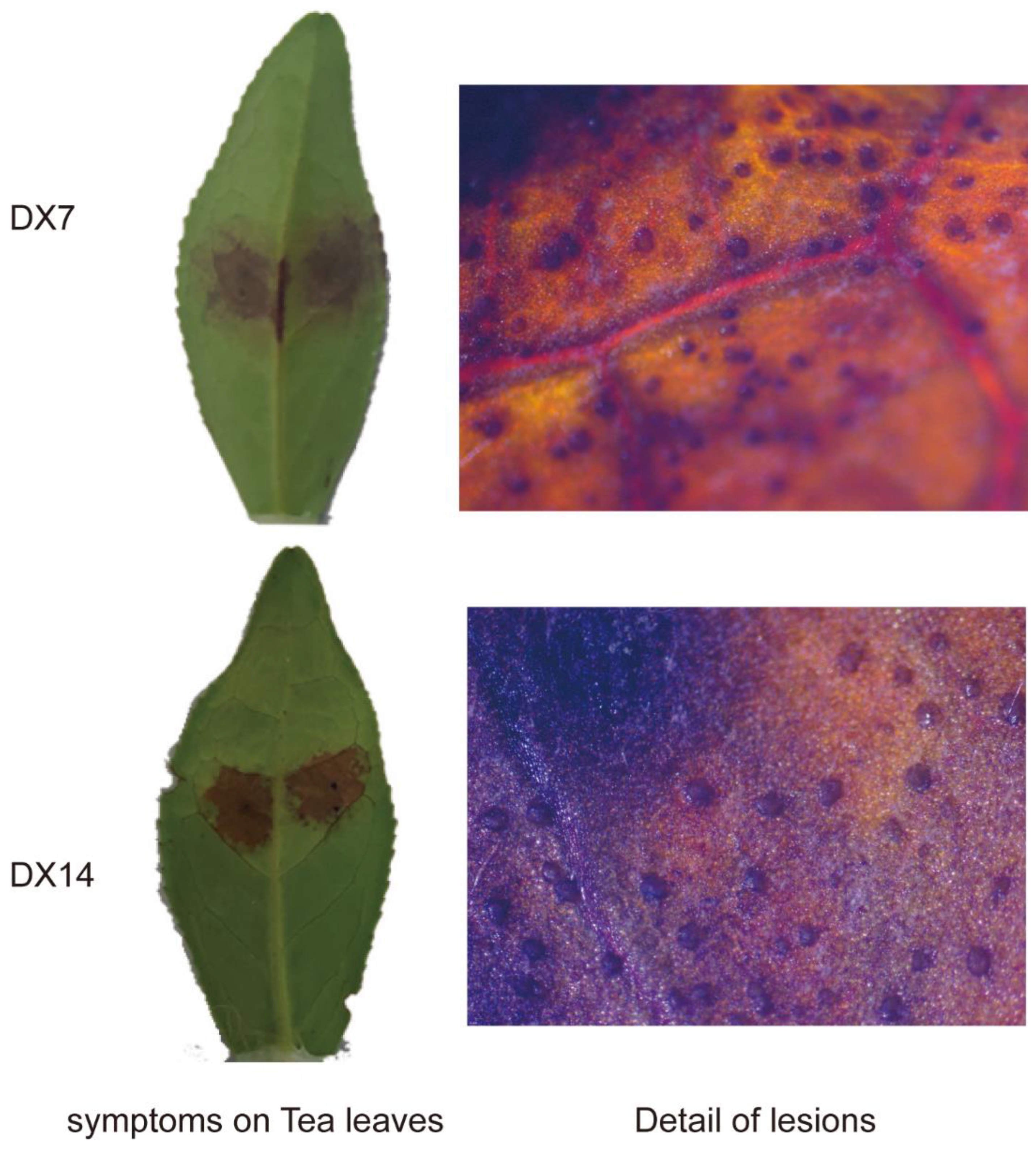 Plants 12 03427 g006