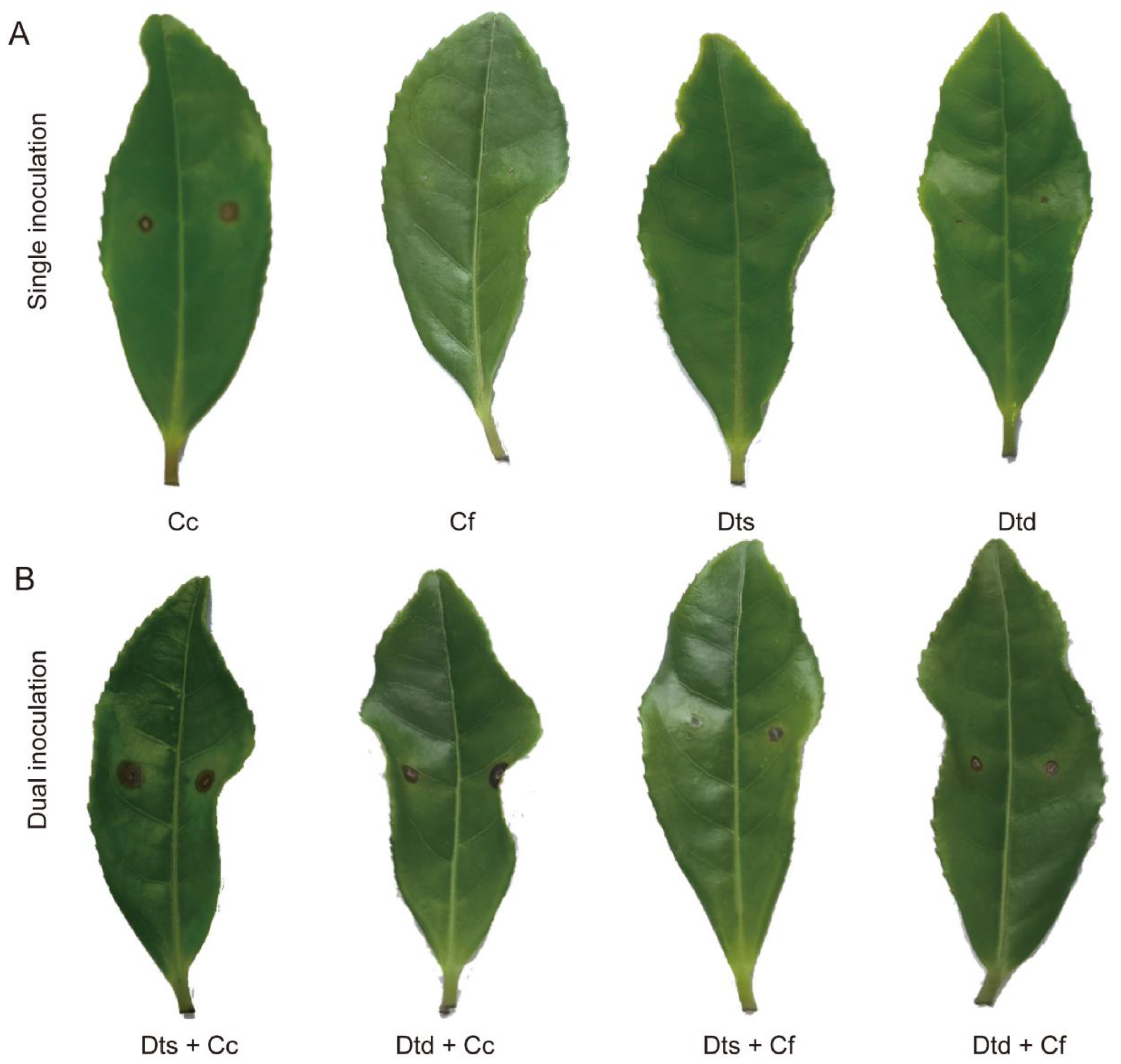 Plants 12 03427 g008