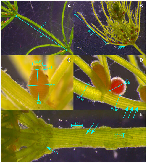 Plants 12 03434 g001