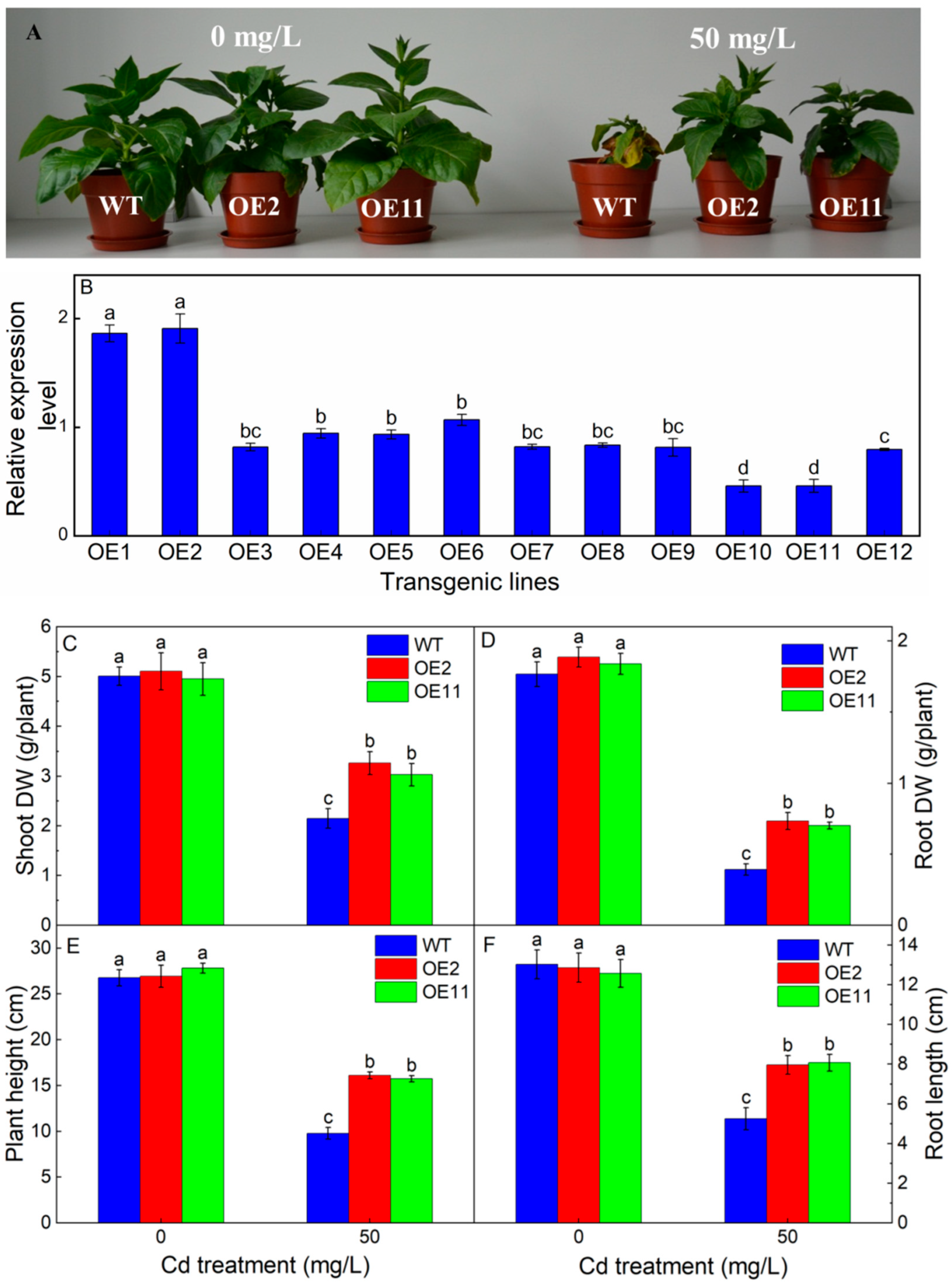 Plants 12 03460 g001