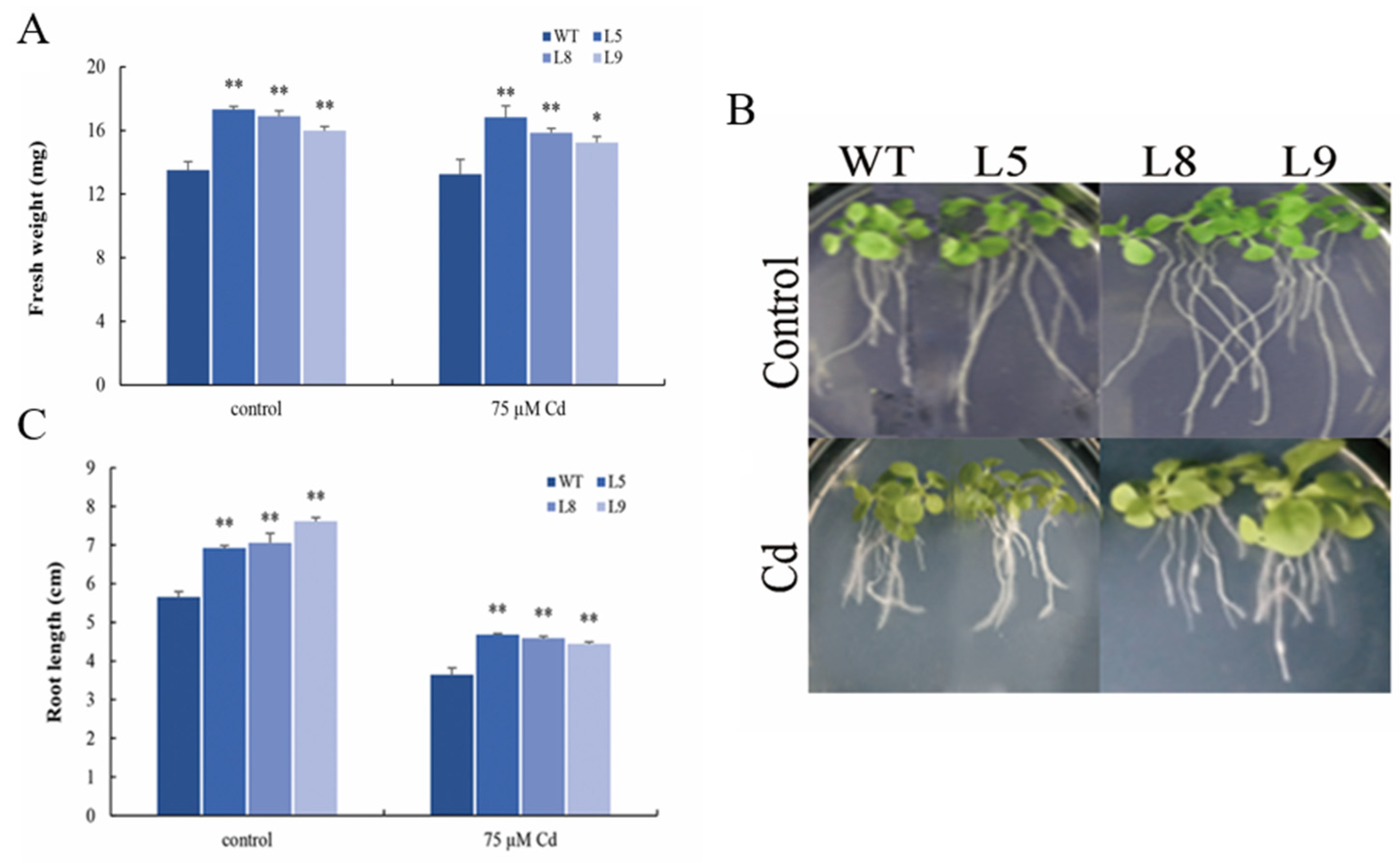 Plants 12 03485 g005