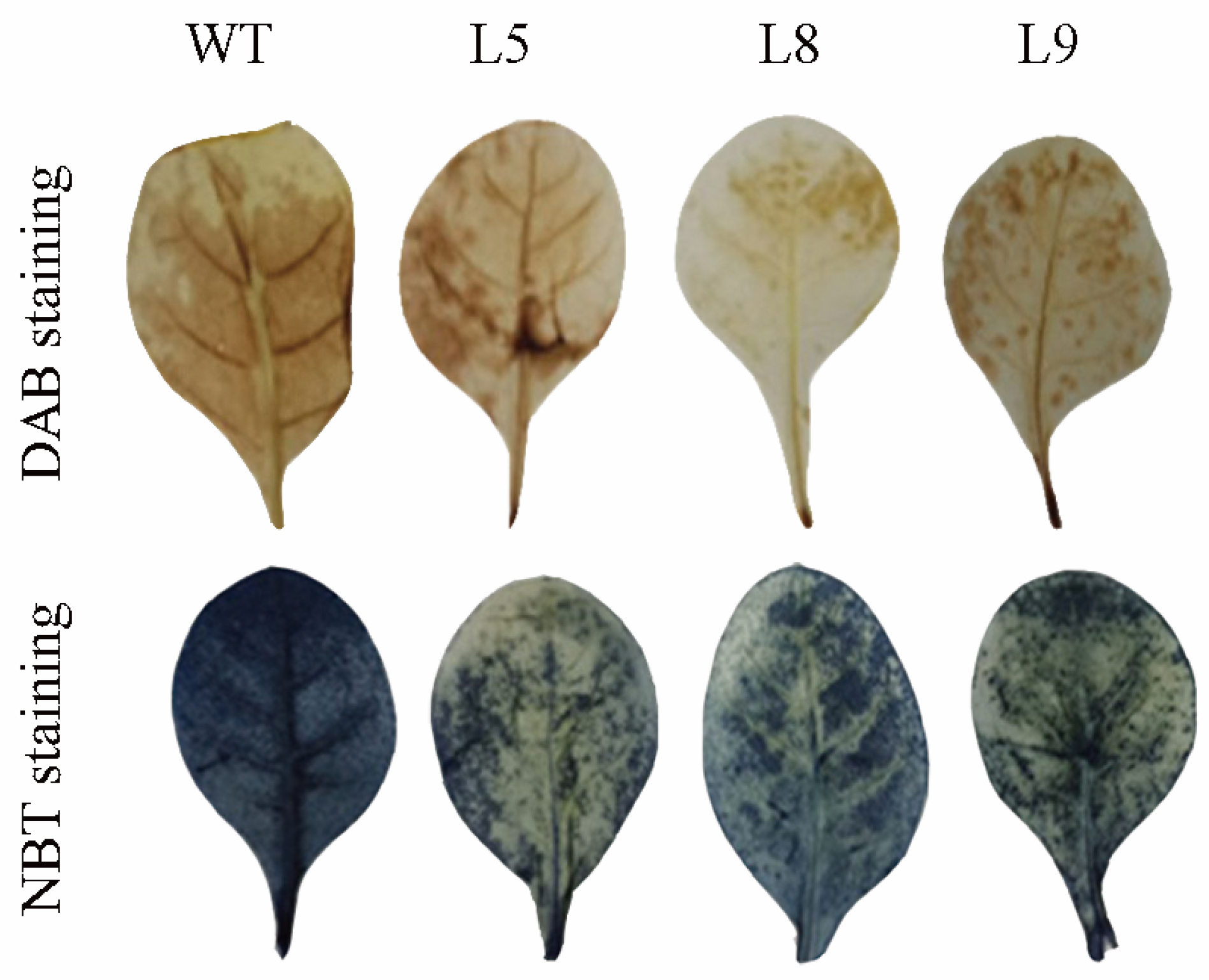 Plants 12 03485 g007